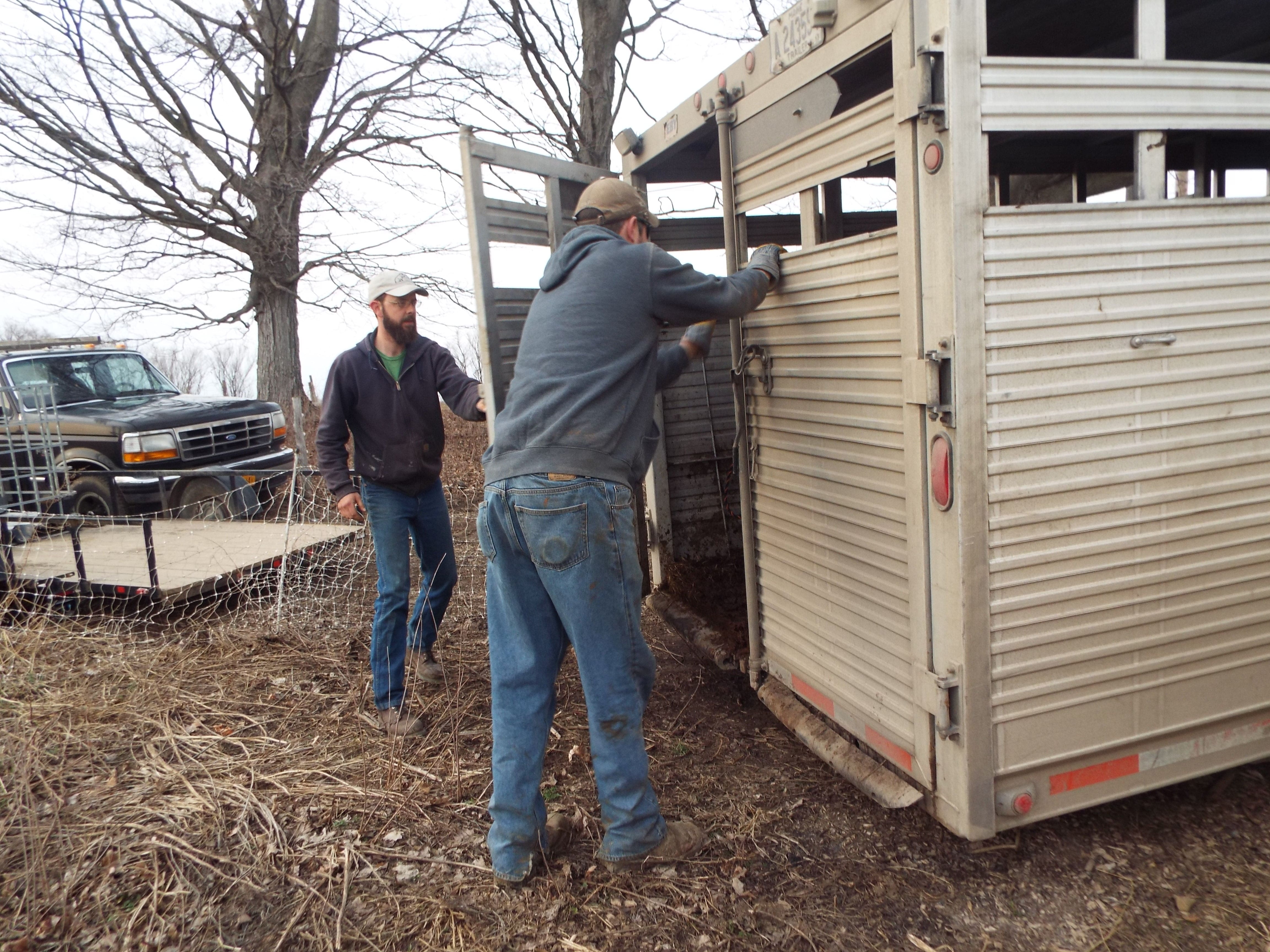 Matt trucked the heifers for us.