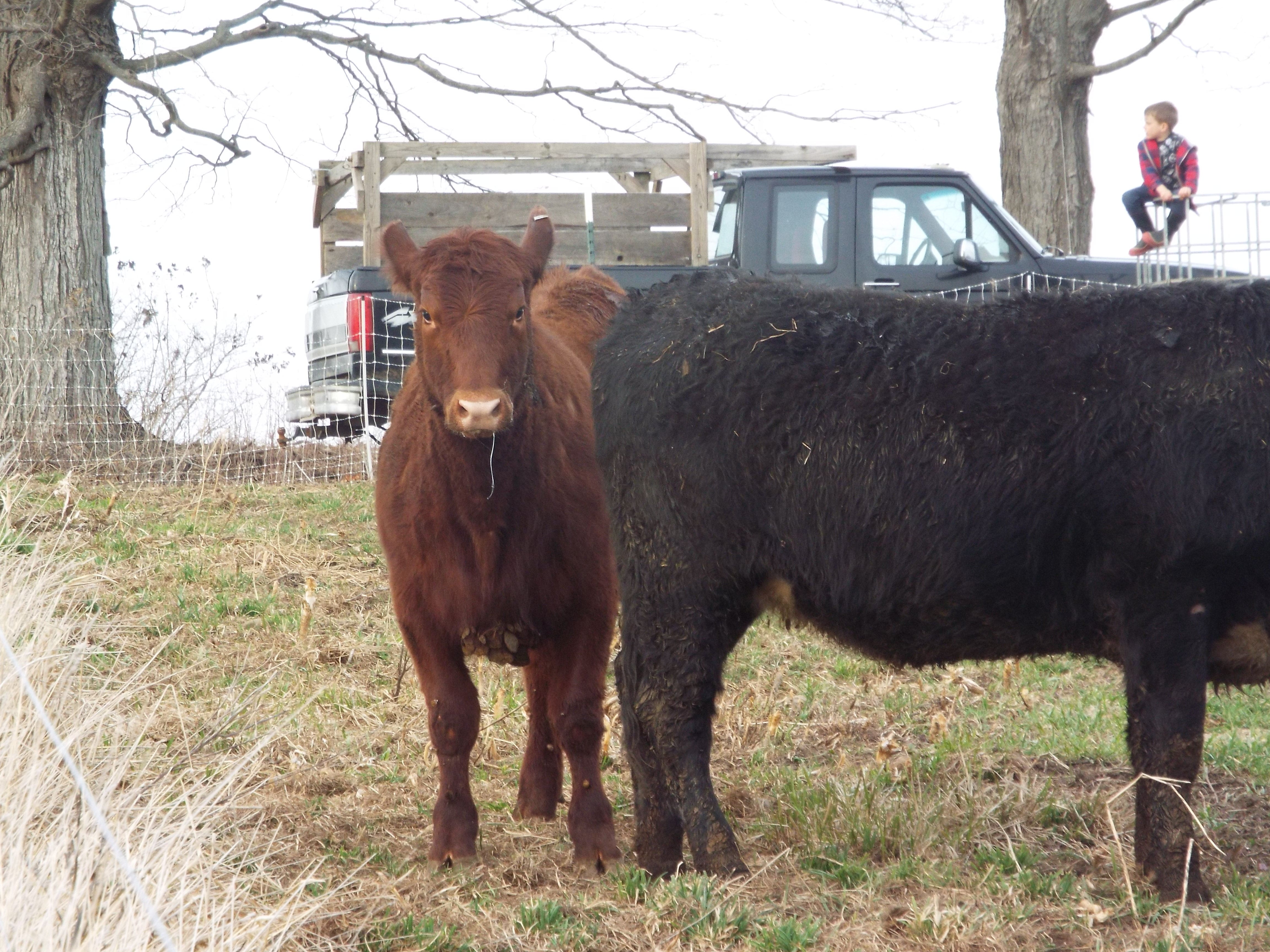 Red Angus