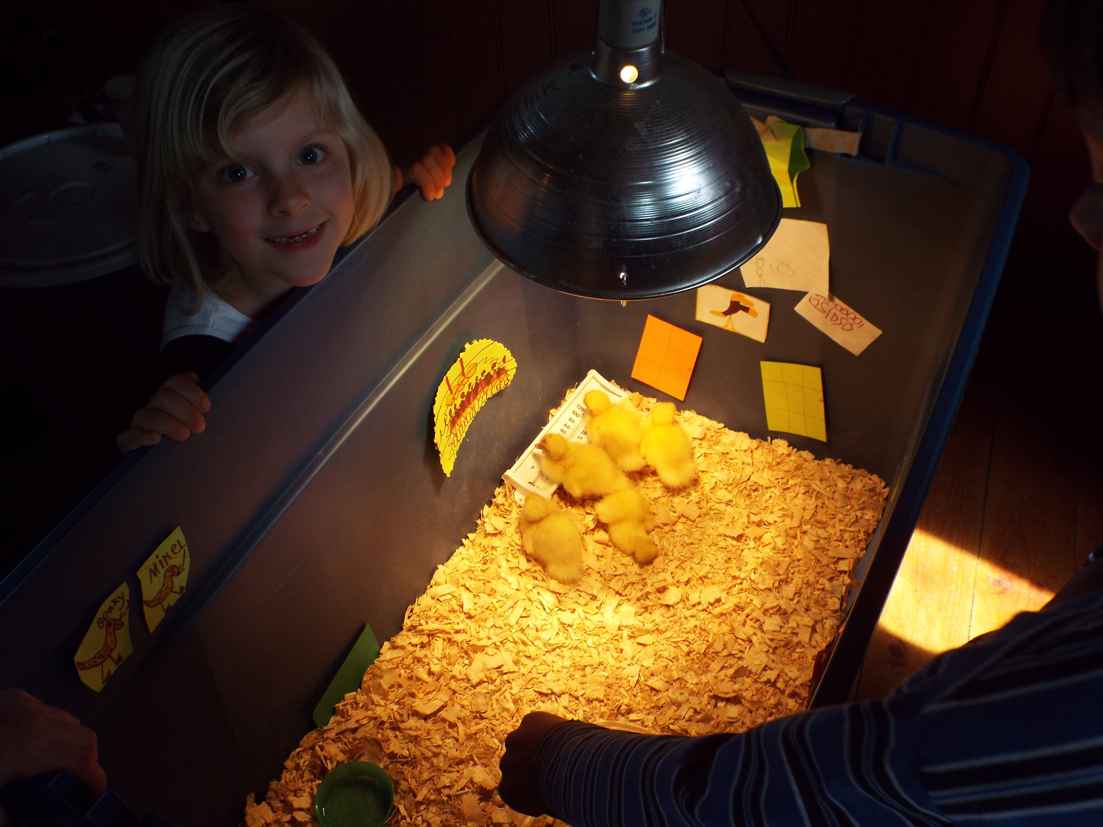Allie decorated the duckling nursery.