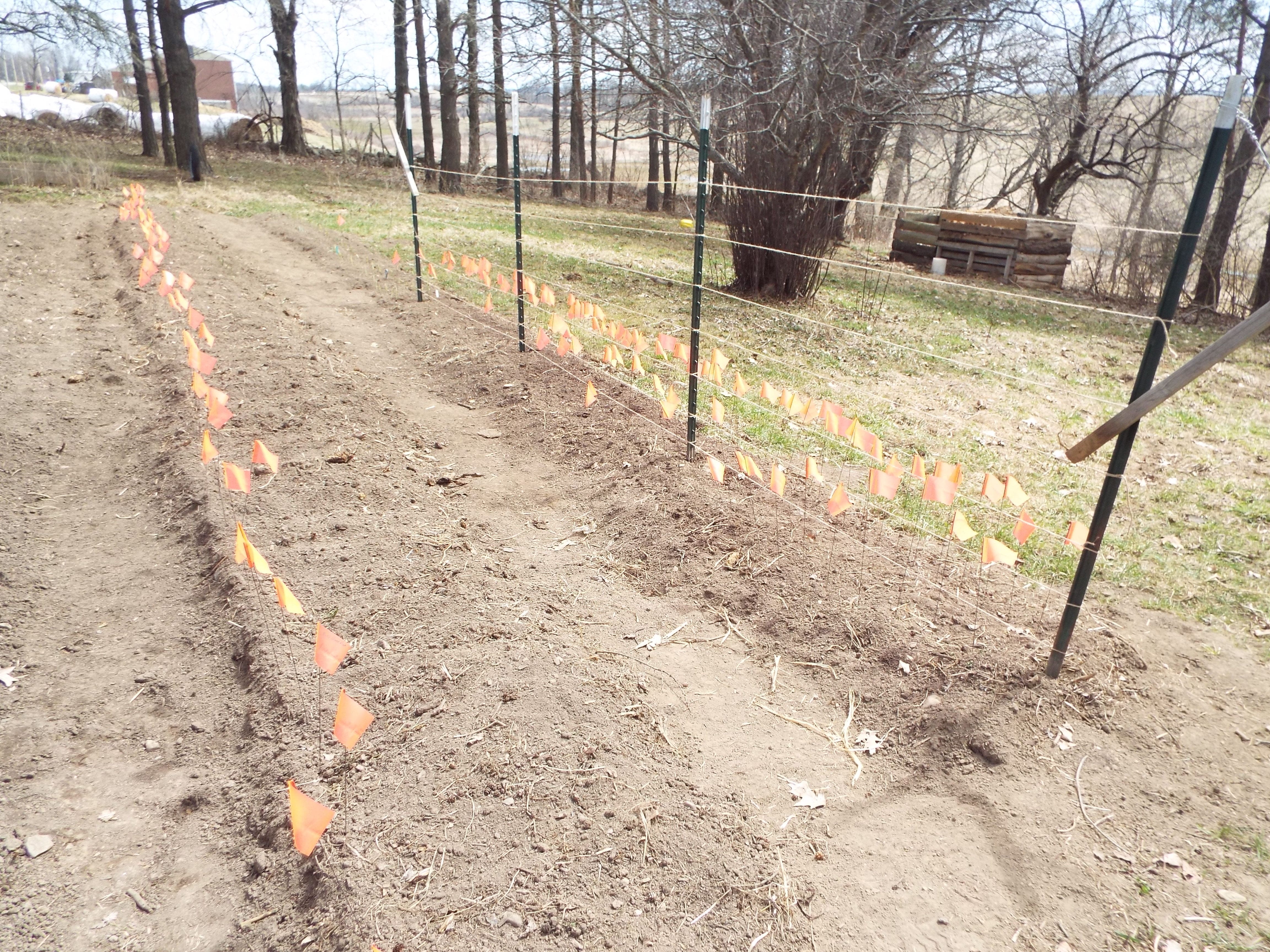 peas, onions, radishes, beets, early greens