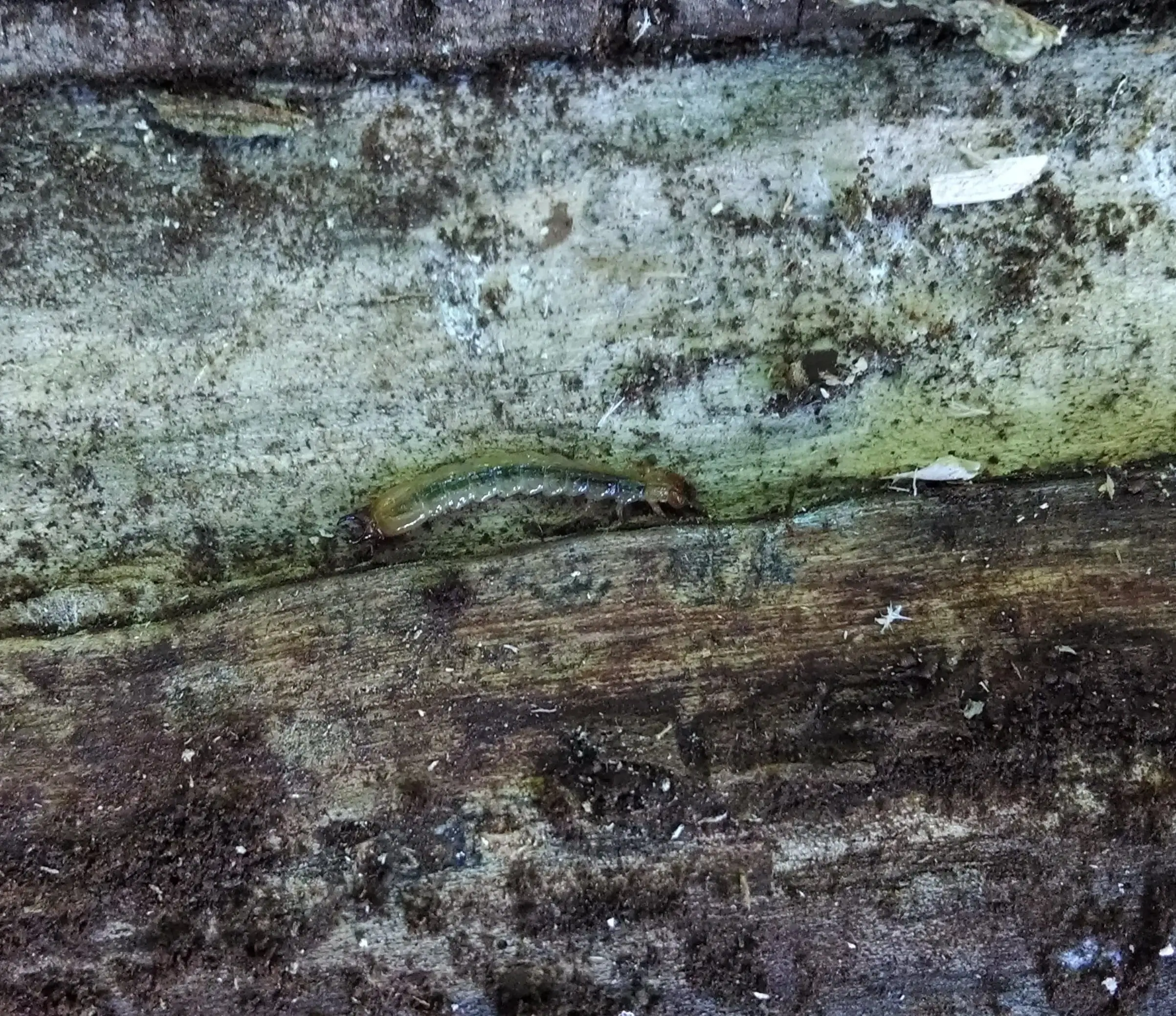 Emerald Ash Borer Larva (note the pincer-like appendages on the back -- we couldn't get them to nip us with them so we don't know what they use them for)