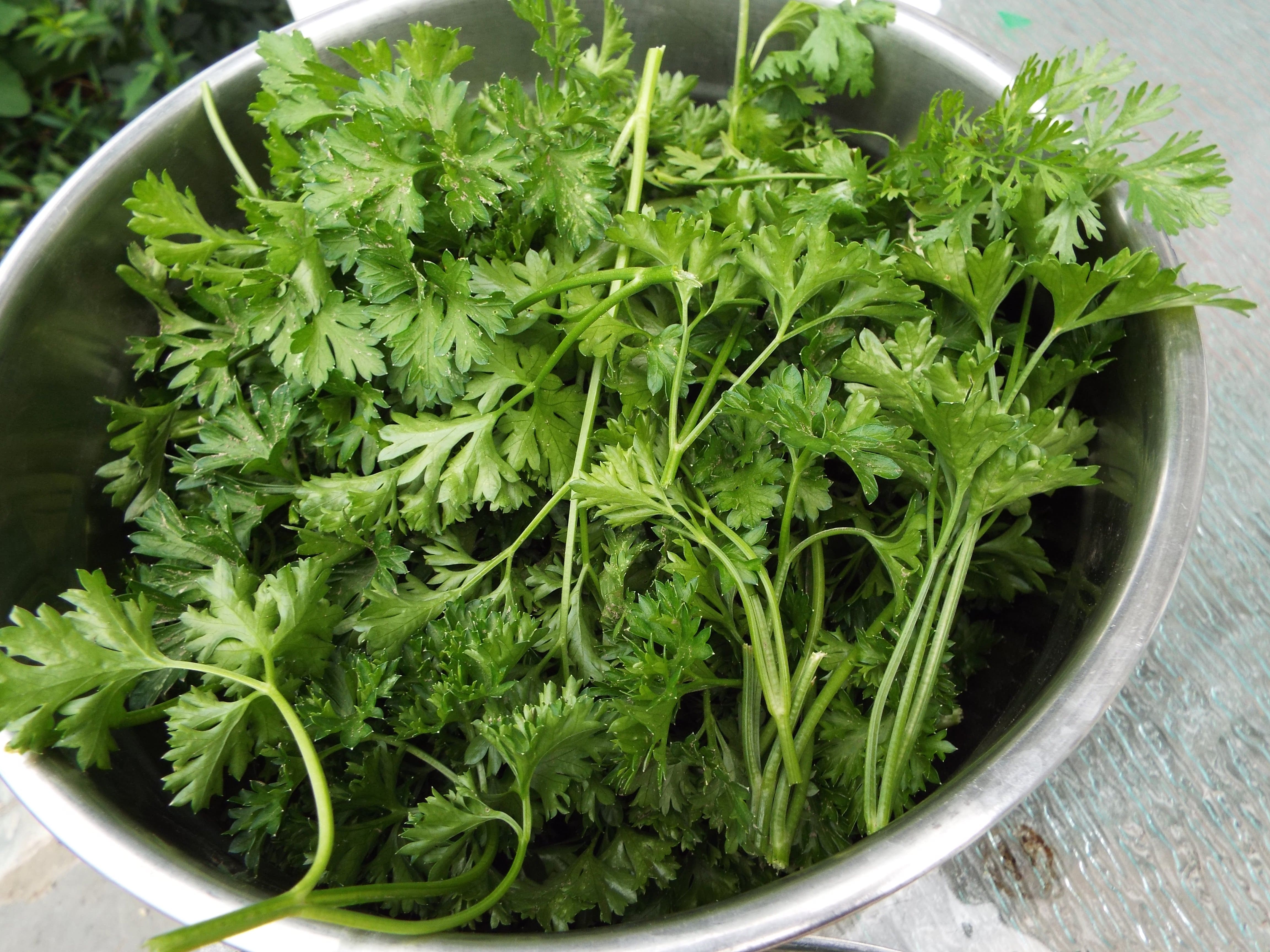 Next year I will dedicate an entire row to parsley.