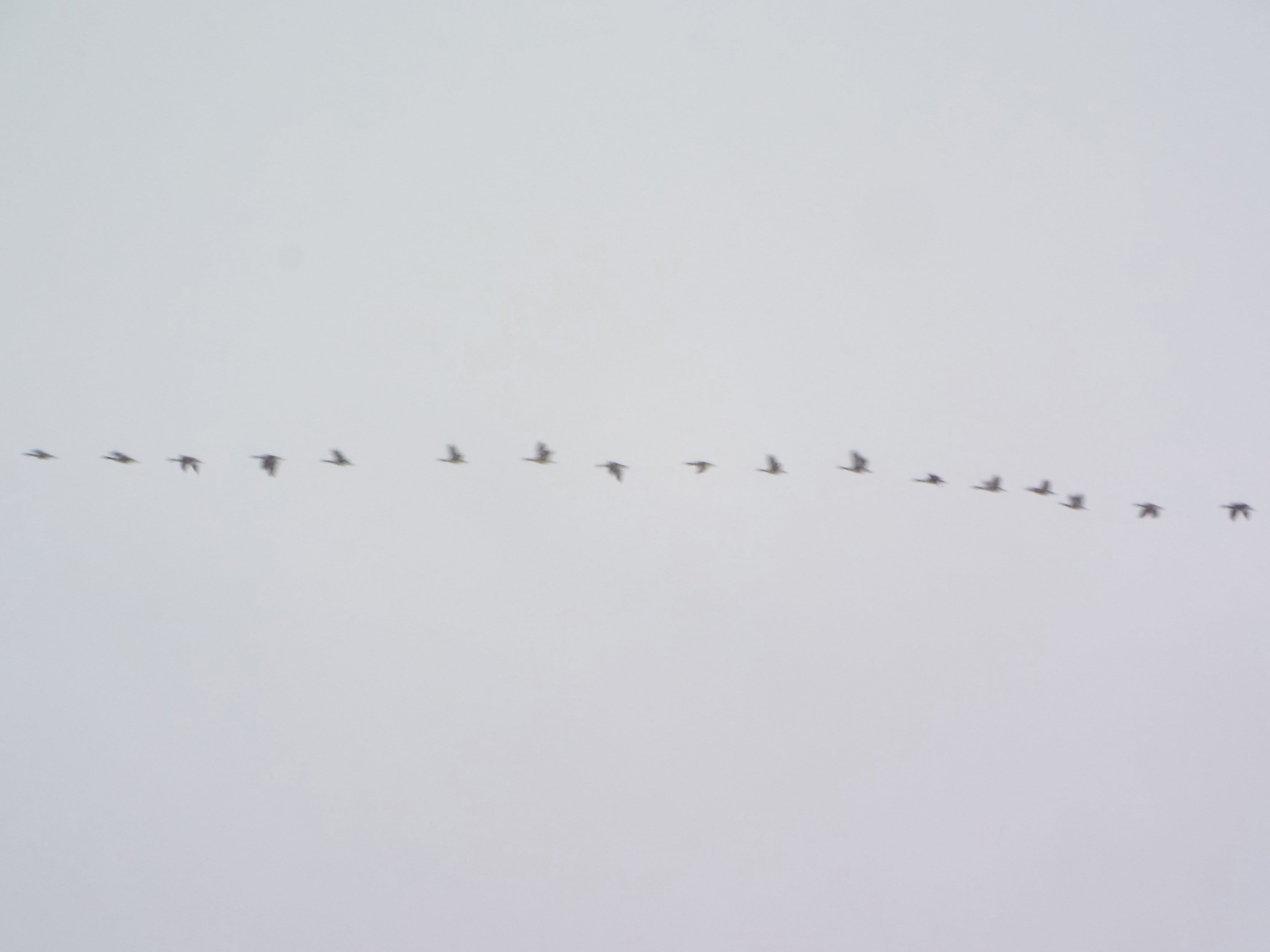 geese through fog