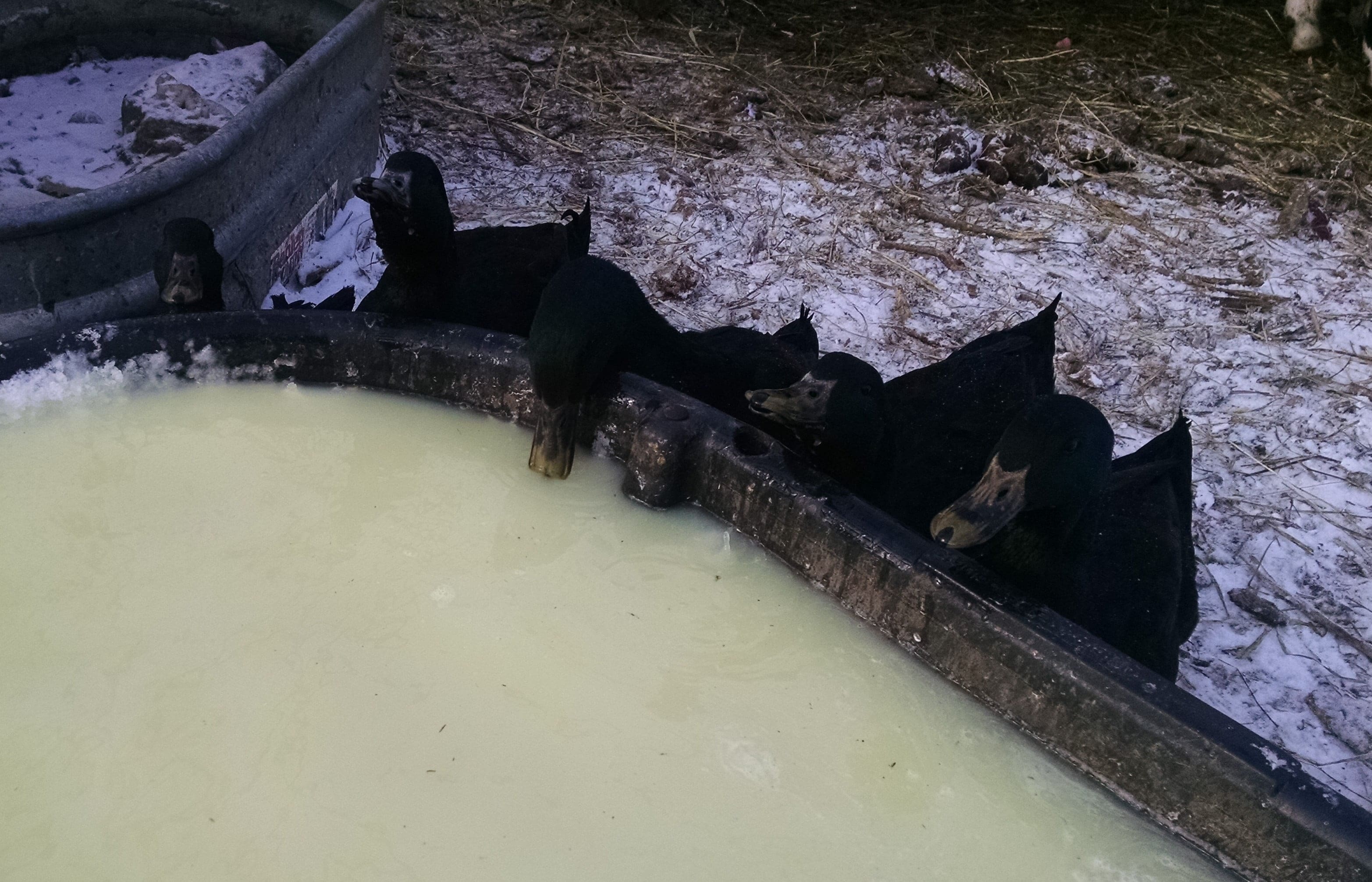 The Cayaga ducks are also pleased to be able to dibble their beaks in the whey.