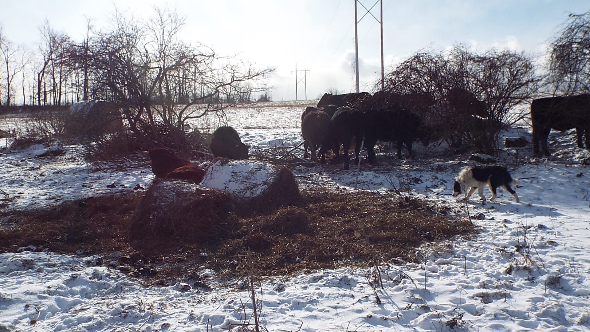 The bull is resting on the bale residue while ruminating.  Most of this pile will be gone by the next day.