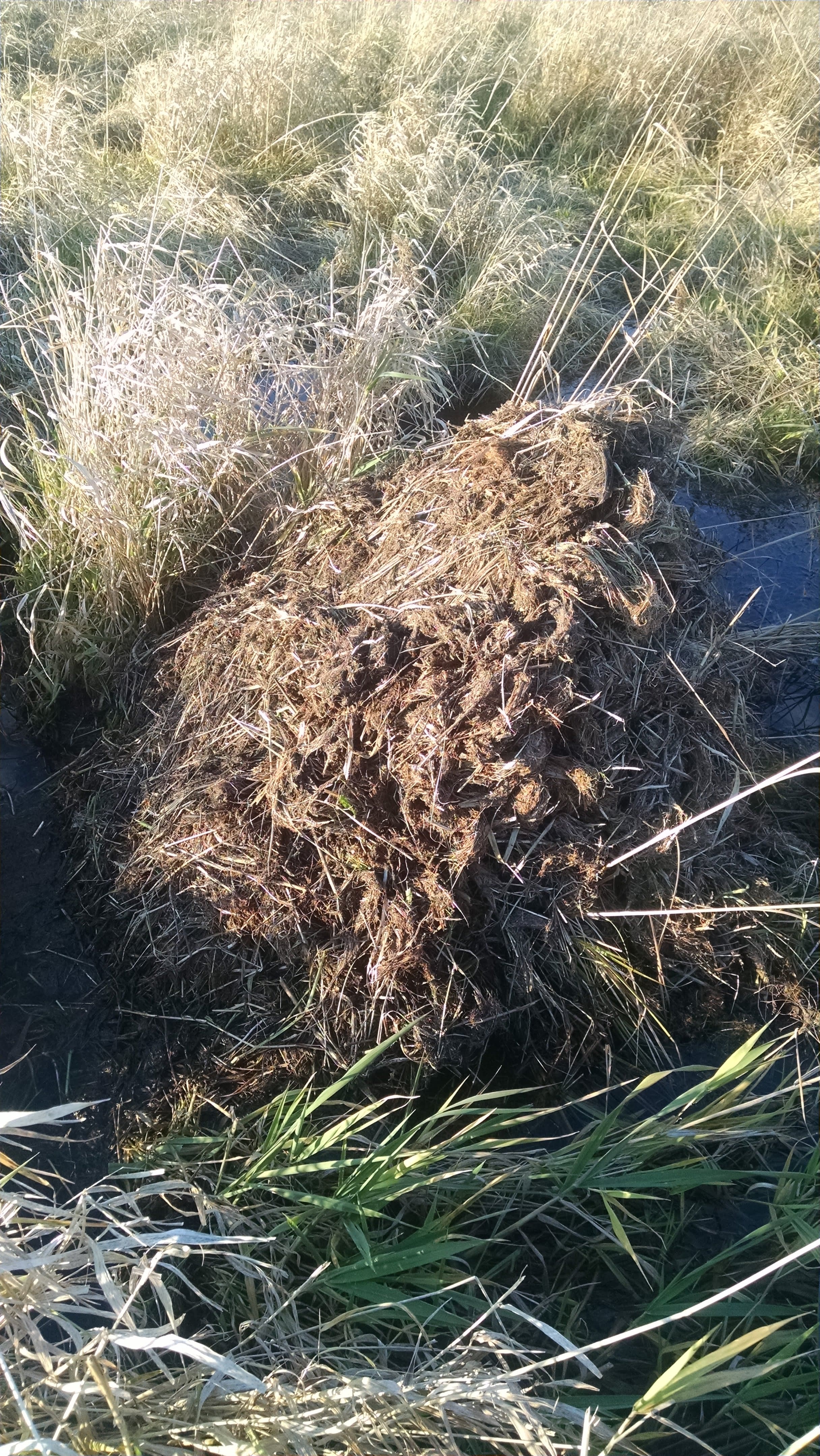 Here is one structure just after construction completed in November. It is about 3 feet high and 4 feet in diameter at the water level. Below water the base is almost 7 feet in diameter.