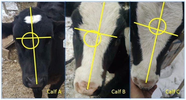 Calves A and B exhibit the whorl pattern below the midline; Calf C has a whorl slightly above midline.  I don't have an example of a very high whorl.