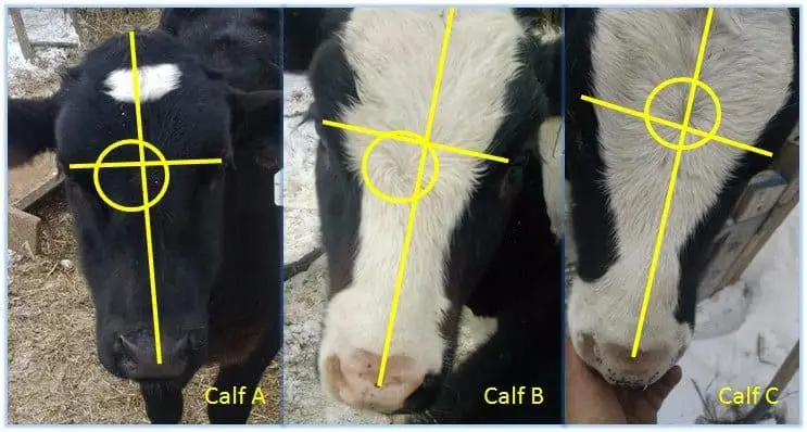 Calves A and B exhibit the whorl pattern below the midline; Calf C has a whorl slightly above midline. I don't have an example of a very high whorl.