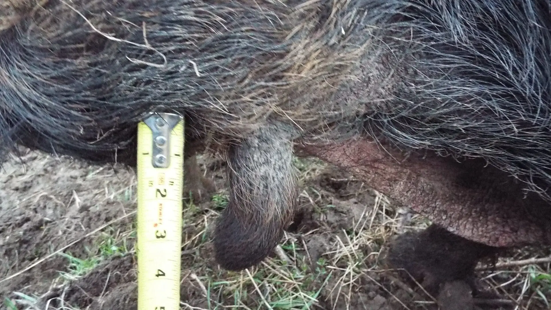 I had a hard time getting Cyprus, our Red Wattle boar, to stand still for the picture. His wattles are about 3-1/2 inches long and nearly and inch in diameter.