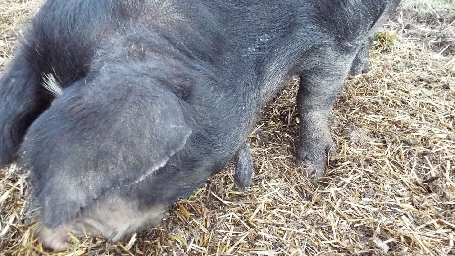 The wattle trait doesn't pass on to all offspring, but this sow is an F1 cross between Red Wattle and Berkshire.
