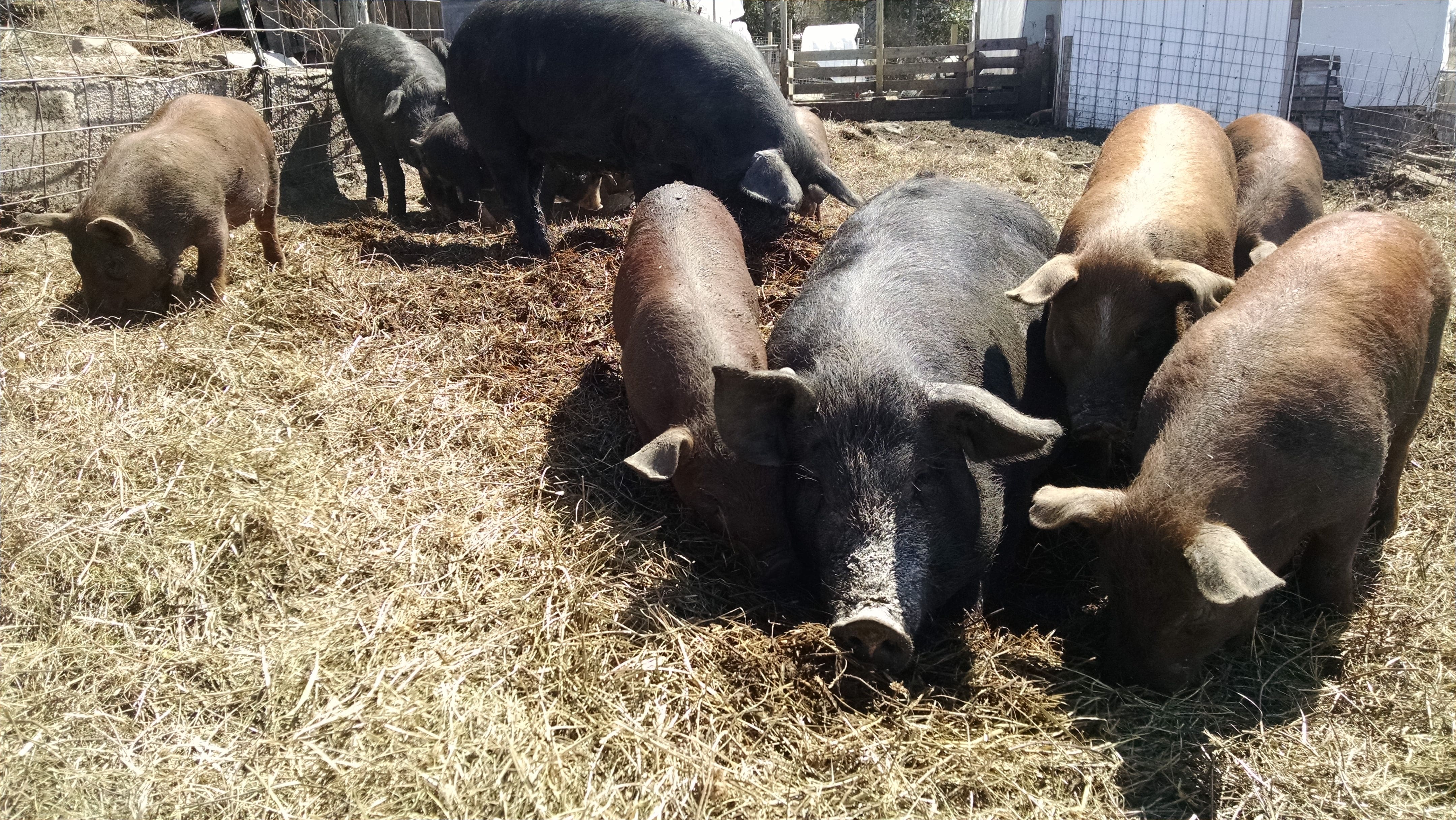 The pigs are still eating hay, but the time for them to get into the back pastures and woods is getting nearer. Hang in there, hogs.