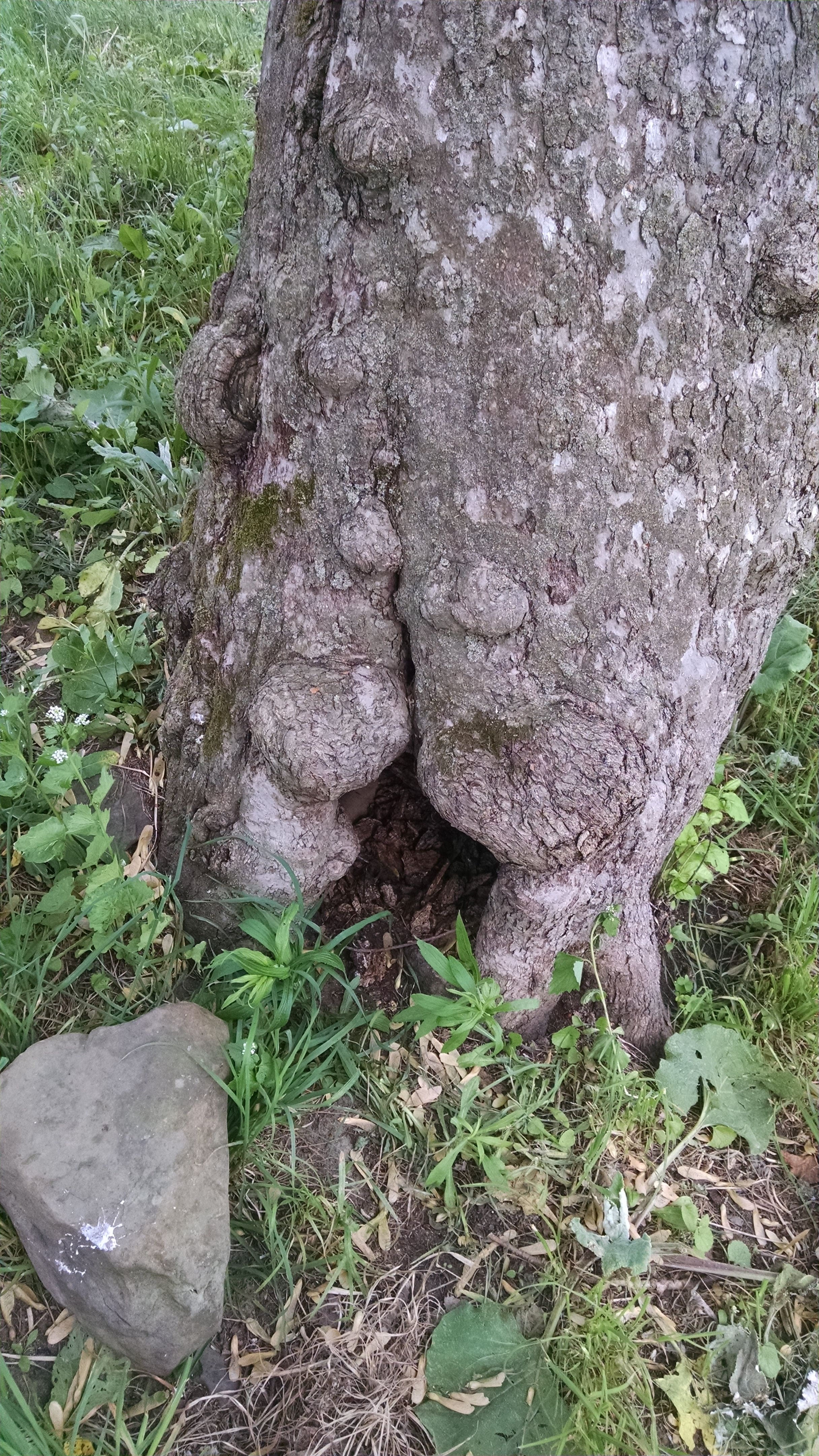Pretty good nesting spot. This old apple tree is hollow (but like a lot of apple trees, they can still produce fruit for decades after rotting to an extent that would destroy most other trees.