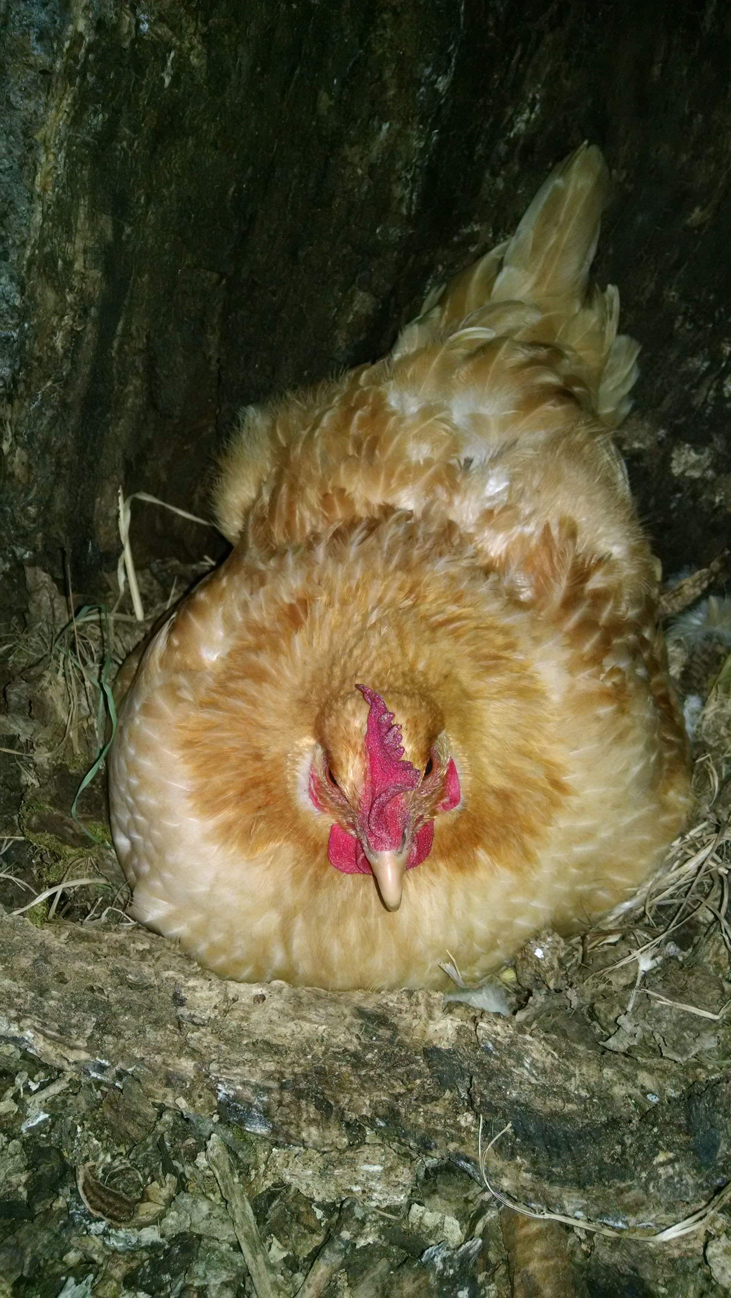 Cozy inside her tree.