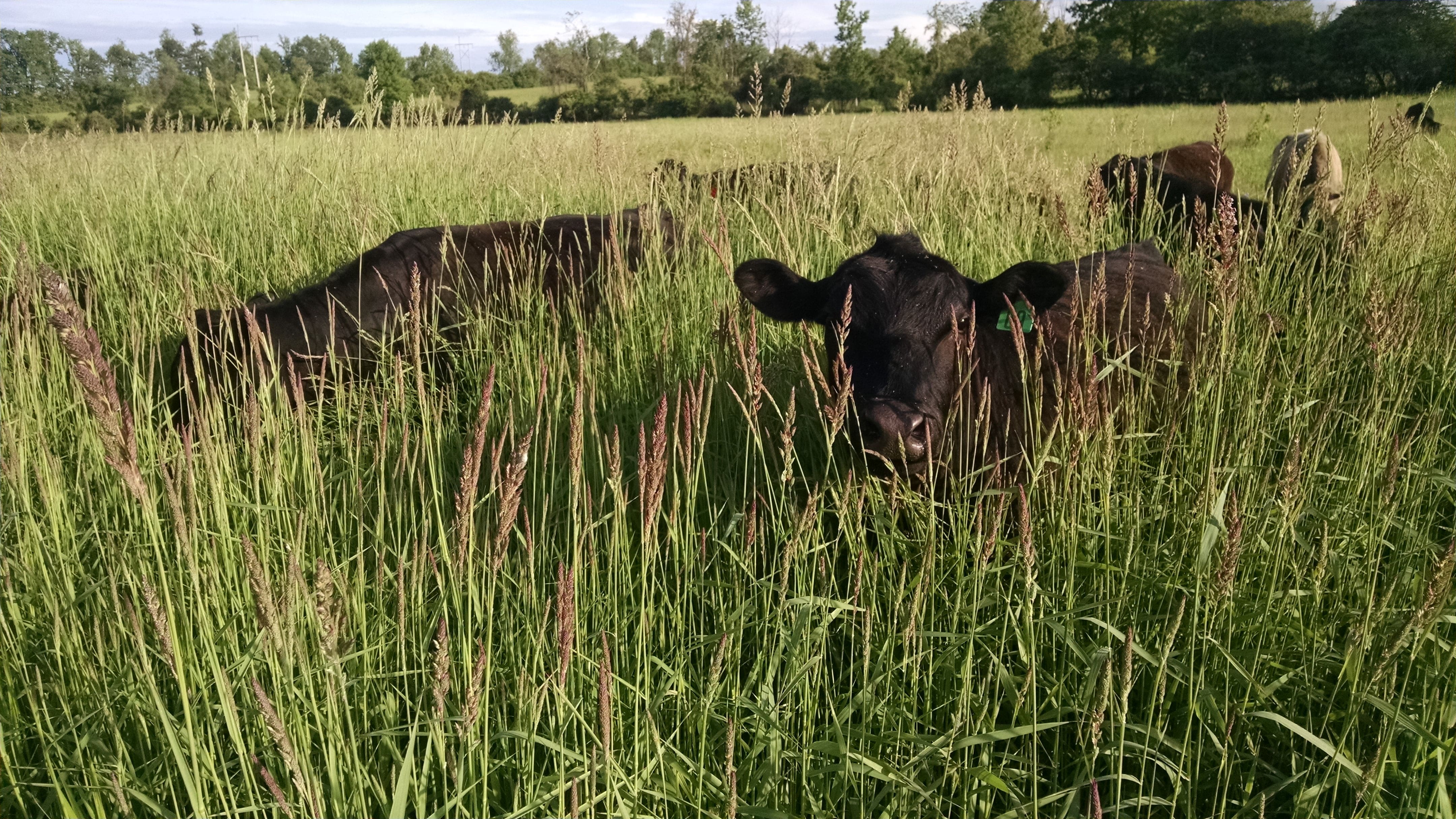 That's a lot of grass! For size reference, the steer on the right is about 1000 pounds and the cow on the left is about 1200 pounds.
