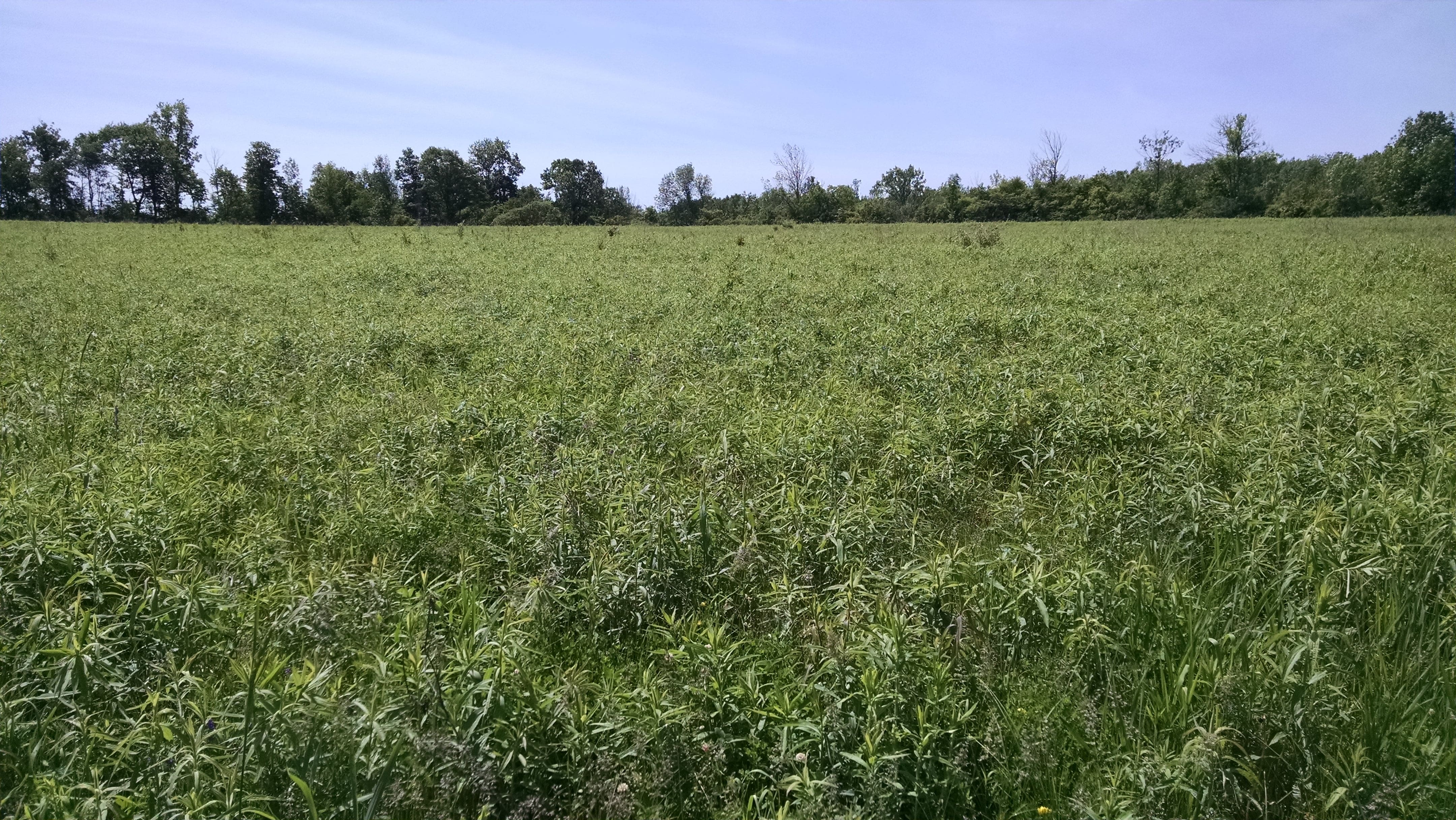 Goldenrod everywhere... Cattle will nibble it, but they don't like it.