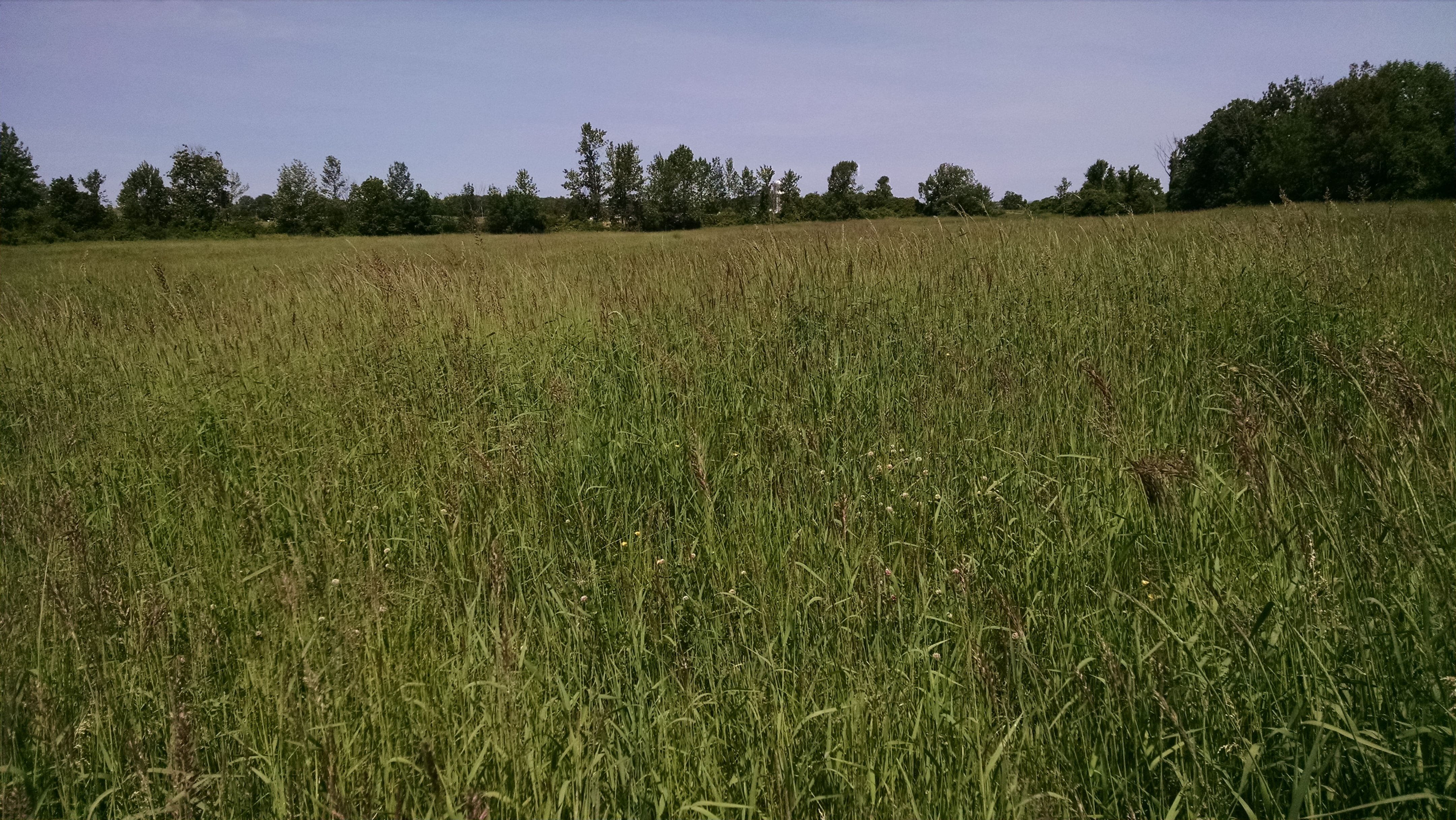 Here's the half of the field we grazed last year. There are still undesirably species out there, but the grass beautiful.