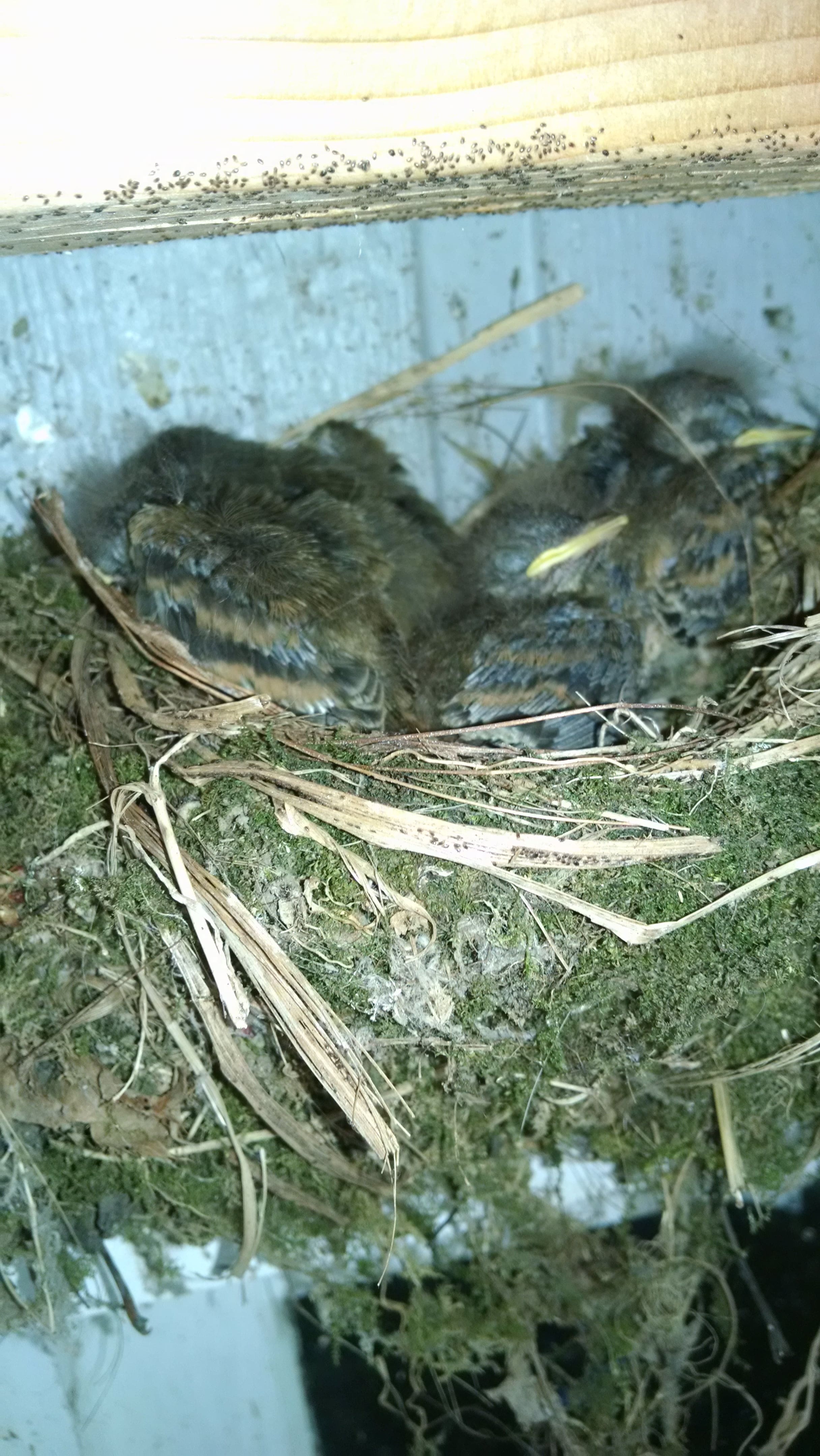 Also in the lean-to, between the roof and a windowsill, I found this nest. I took the picture on tip-toe, so my hand was wobbly and the focus poor. Notice the dots all over the wood beam at the top? Zoom in and you'll see lots of Red Mites. I've never noticed mites or lice infestations on our chickens, but these poor little guys must be getting bled dry. Just in the few seconds I was holding the phone near the nest, more mites dropped down and swarmed over my hand to take bites out of me.