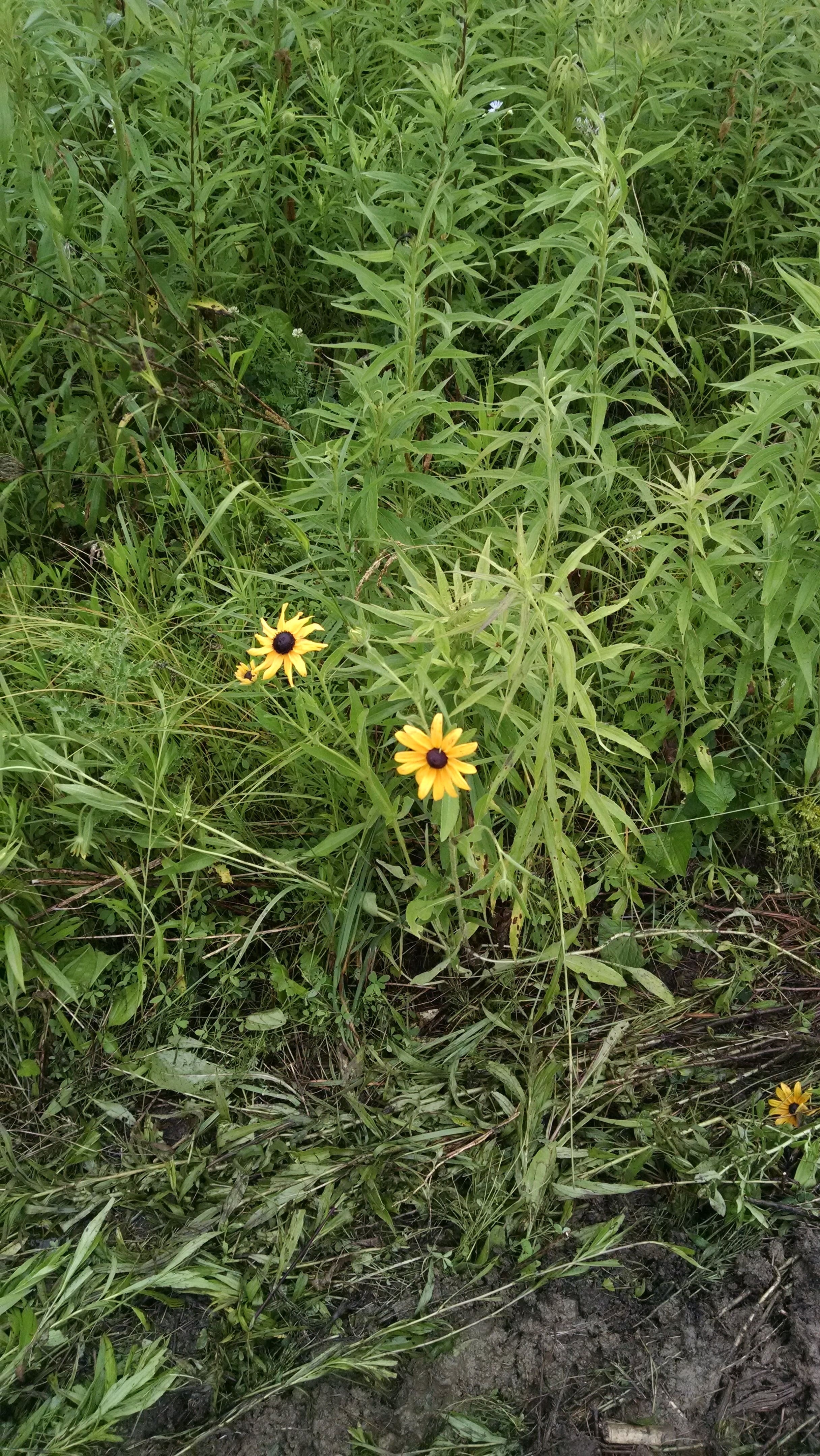This is what we are starting with. The dominant plant is goldenrod. A few black eyed susans and ox eye daisies liven things up. The understory has some grass and legume, but these are unable to compete with the goldenrod. The field also contains scattered raspberry bushes, white oak and pine saplings, stands of mikweed, and a small patch of cattails in a mud hole.