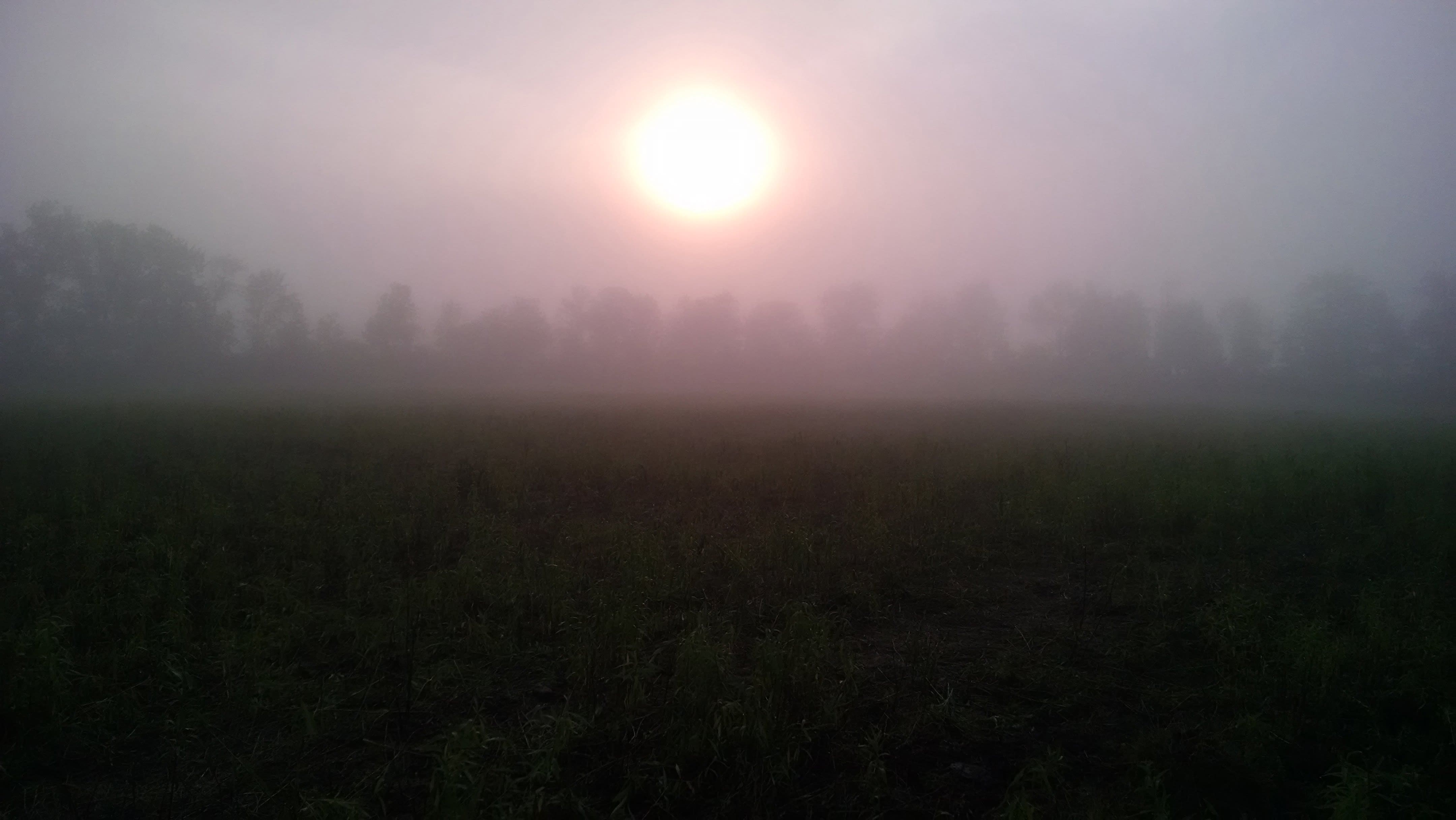 Looking over the previous day's grazing while doing the morning pasture rotation. It took a long time this morning for the mist to burn off.