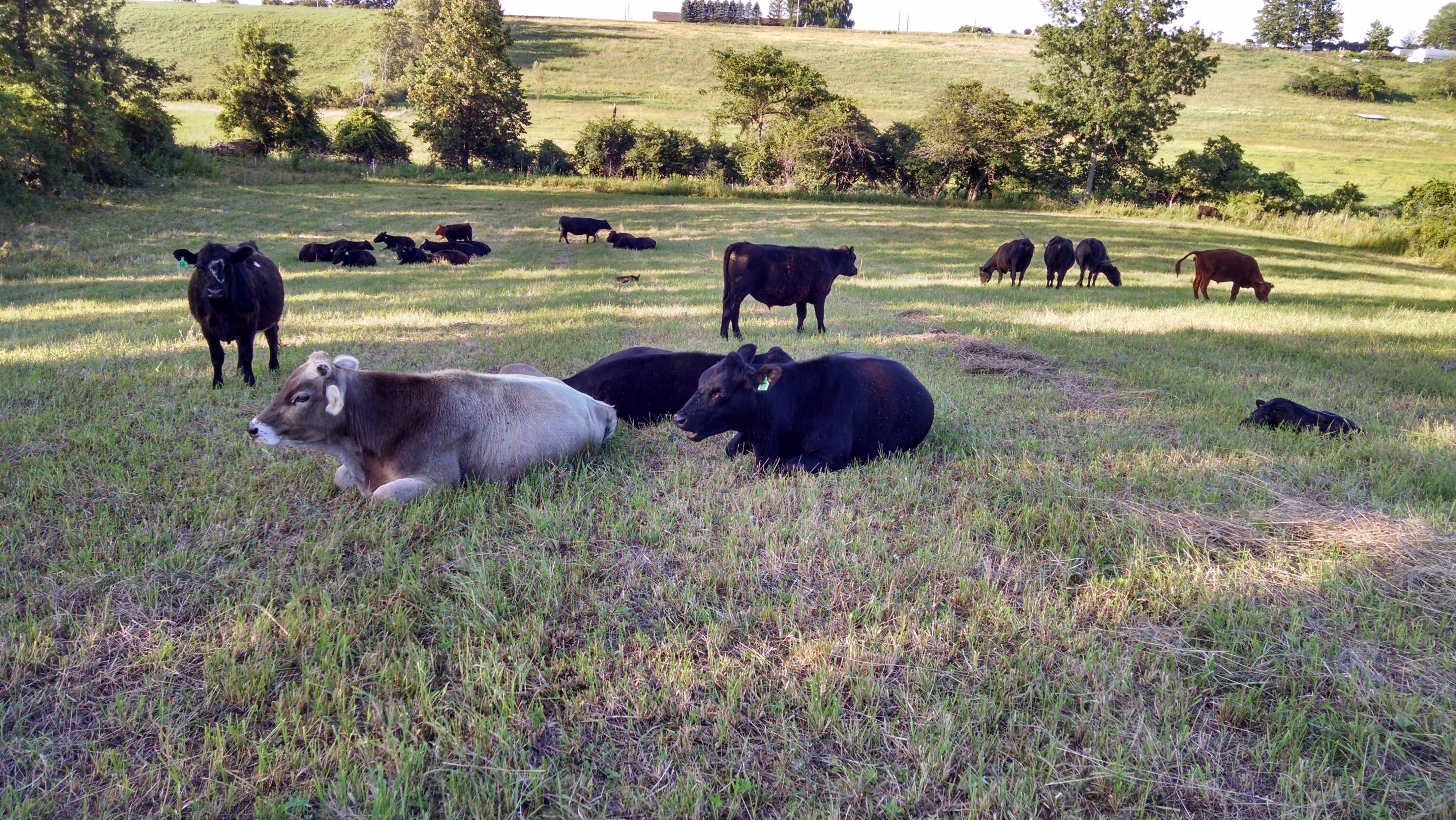 I had to park the cattle for a few days in a hayfield and feed them a couple round bales to get them out of the way of the construction.