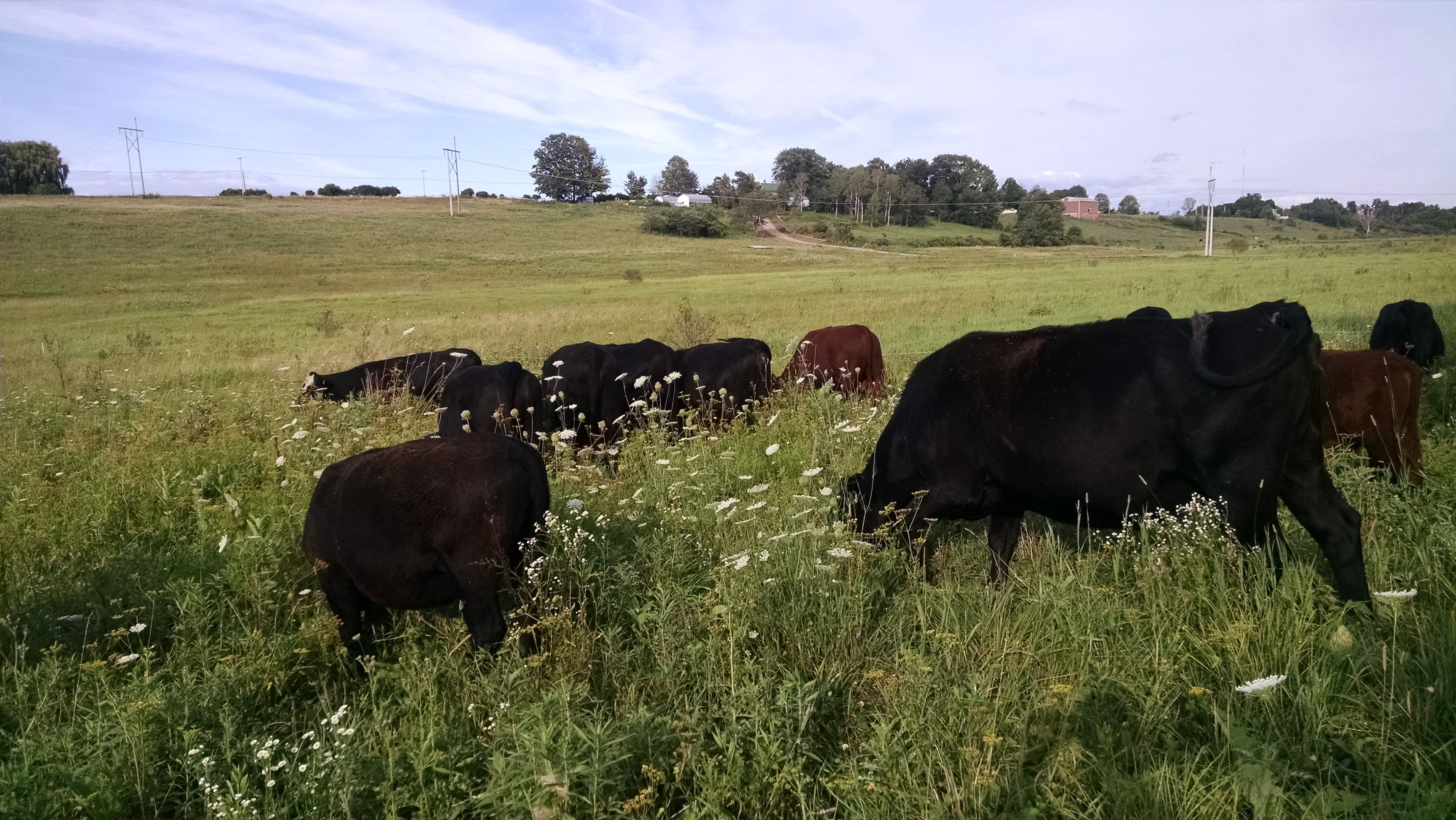 They were eager to get back into green grass after a few days eating hay and brush.