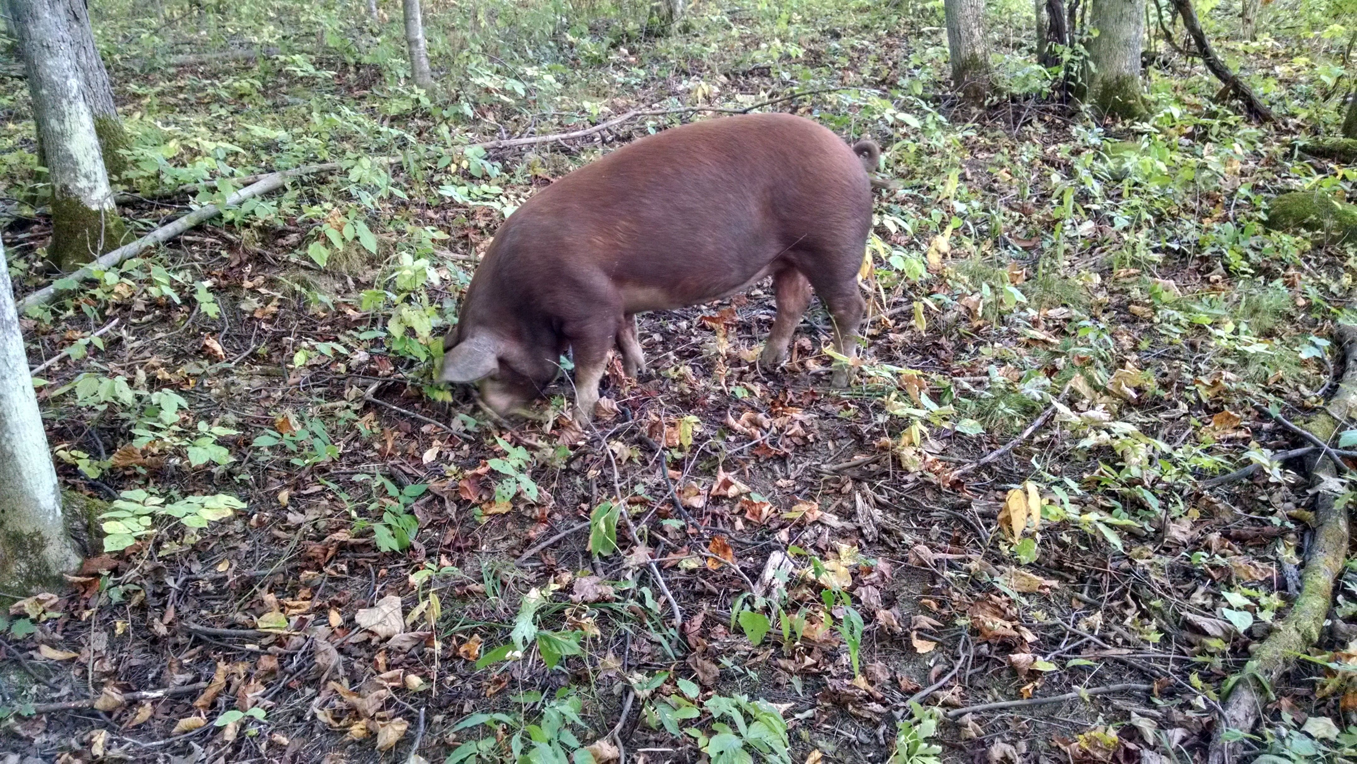 Snuffling around in search of food.