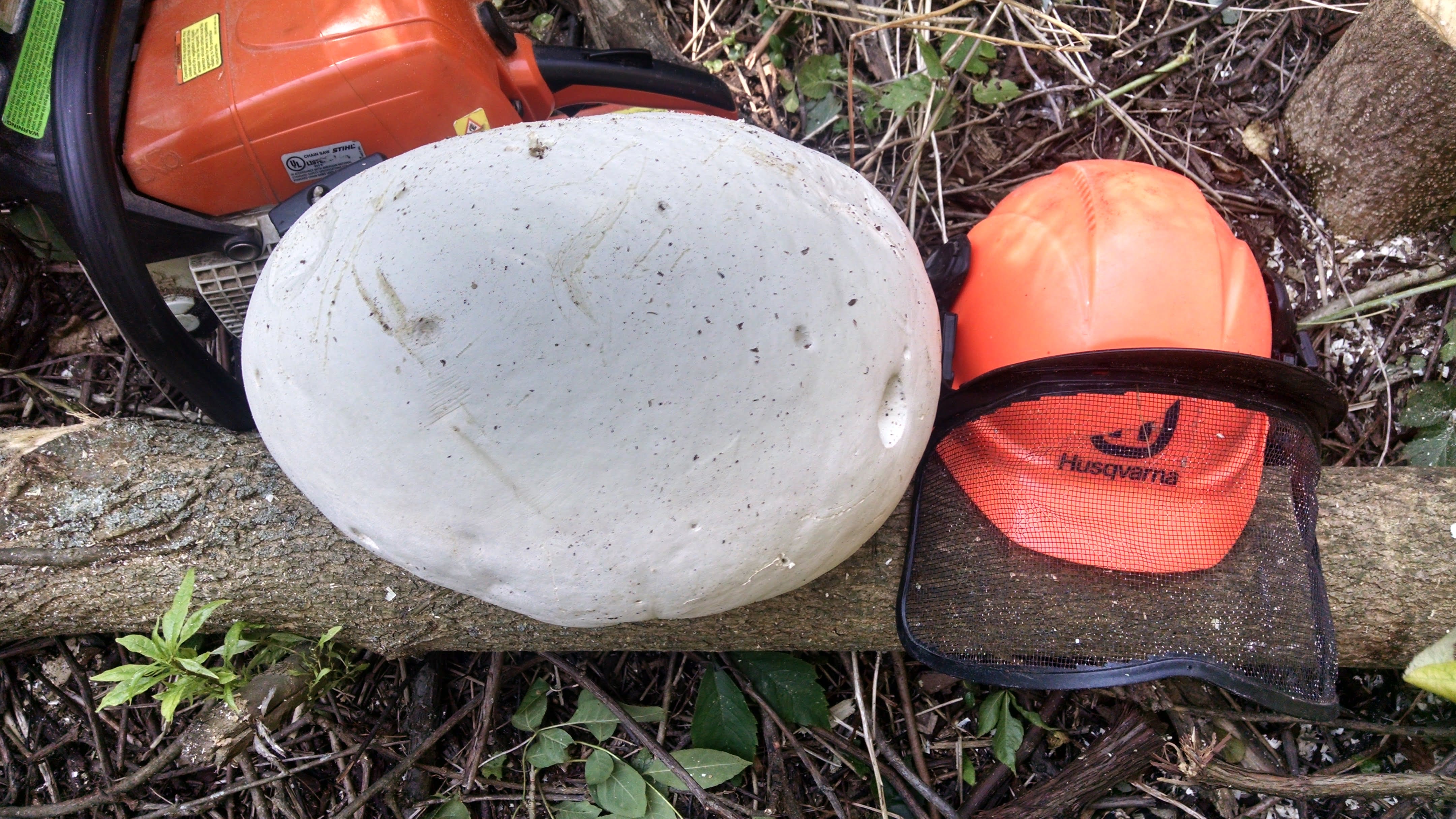 This is the monster puffball I found last year. Last year's mushroom came in a few weeks earlier, but perhaps that is due to the extended run of warm weather we've experienced recently.