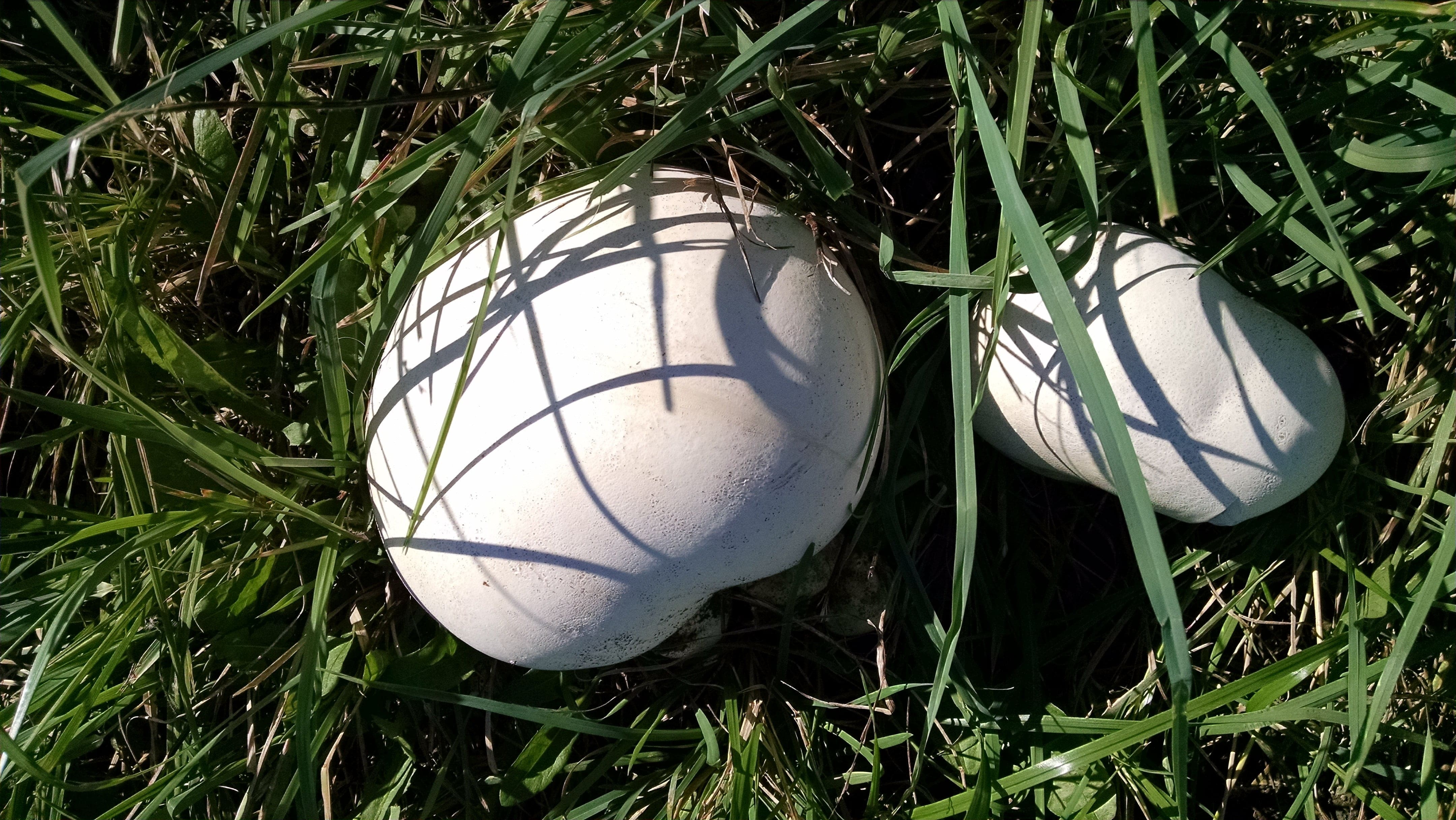 I found a half dozen puffballs in a field that had been mown for hay about two weeks before. I'm not sure if this is just coincidence, but I usually only find puffballs in recently disturbed fields (either mowing or grazing).