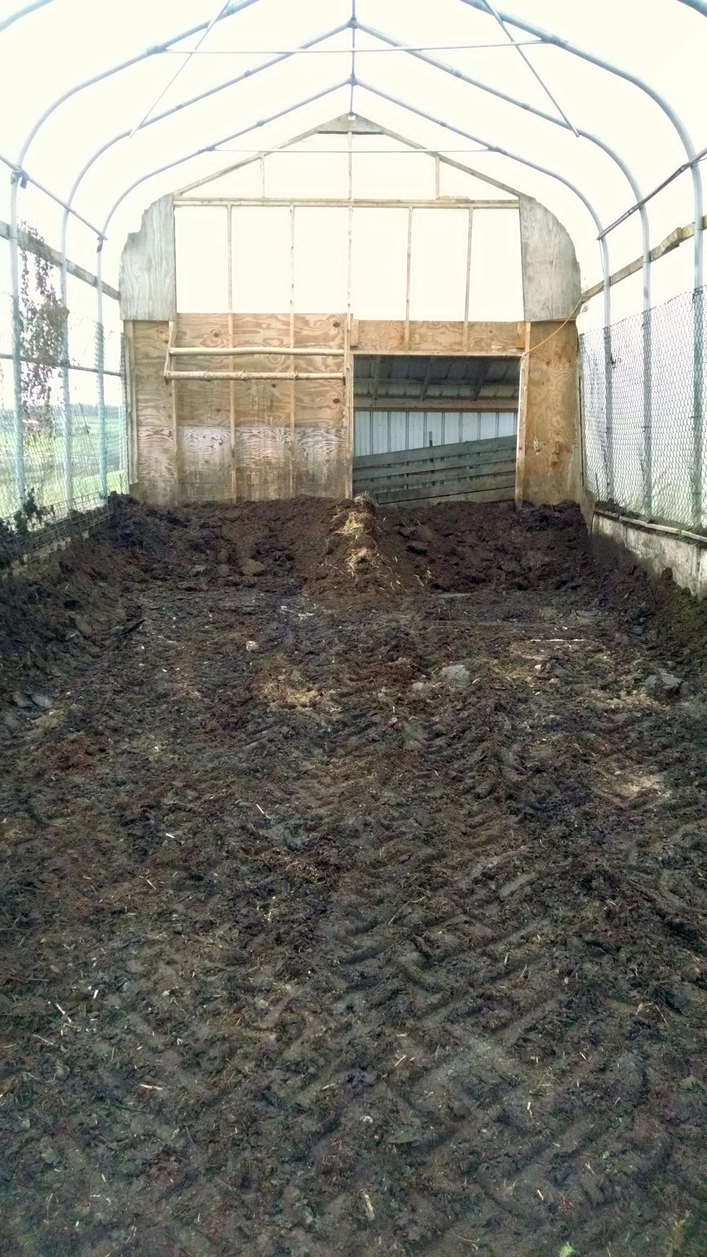 Scraping out the partially composted bedding from last winter's pigs.