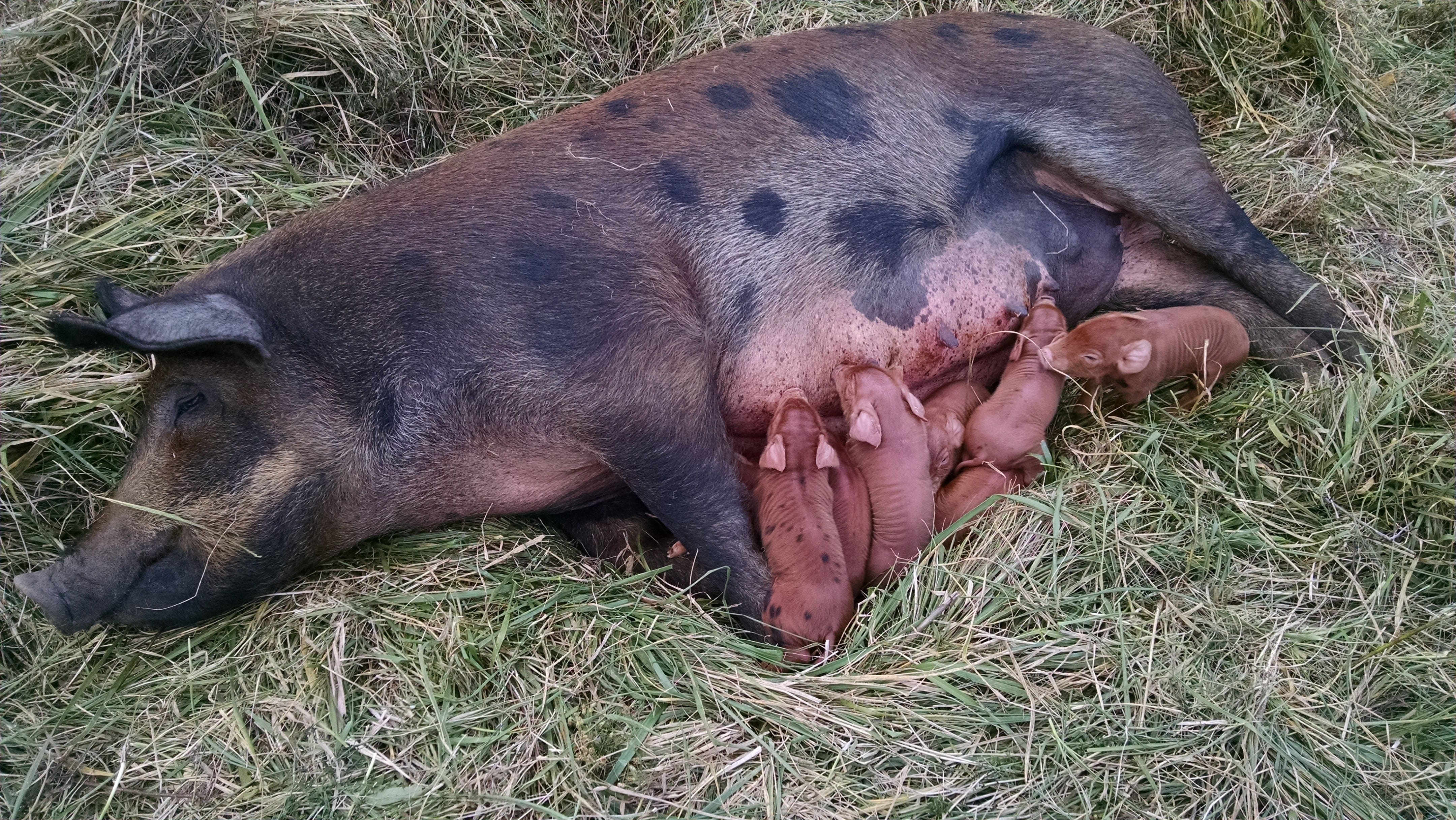 Snorkack in the zone. She finished delivery just at dark tonight, so I don't have a final piglet count.