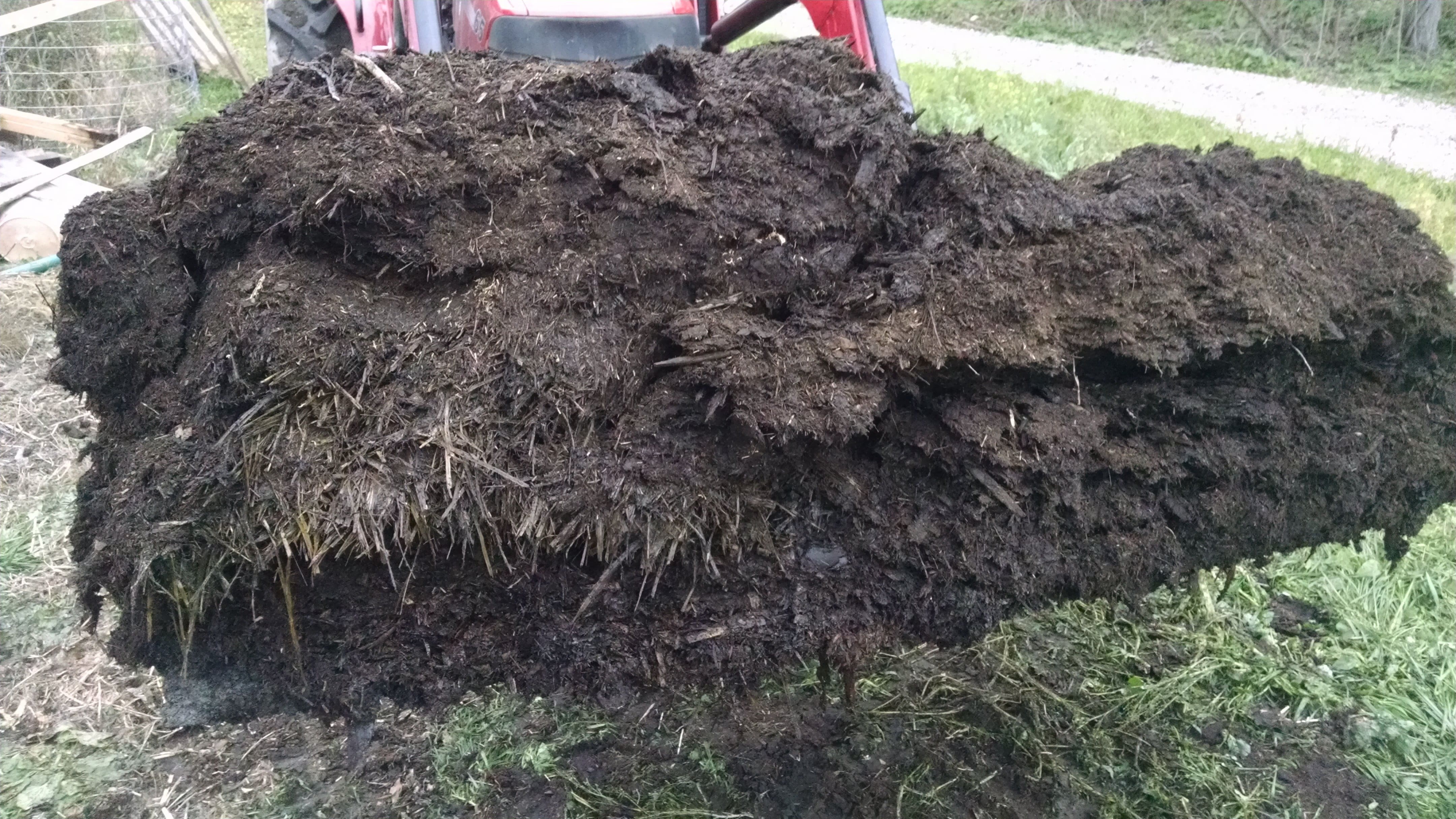 It is already well on its way to being composted. I brought the sows into this building for a few days during the summer and they did a good job stirring it up to help compost it more quickly.