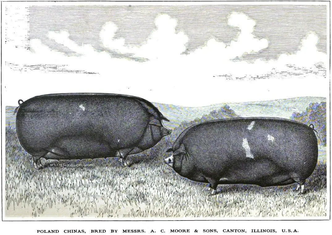 PolandChinas