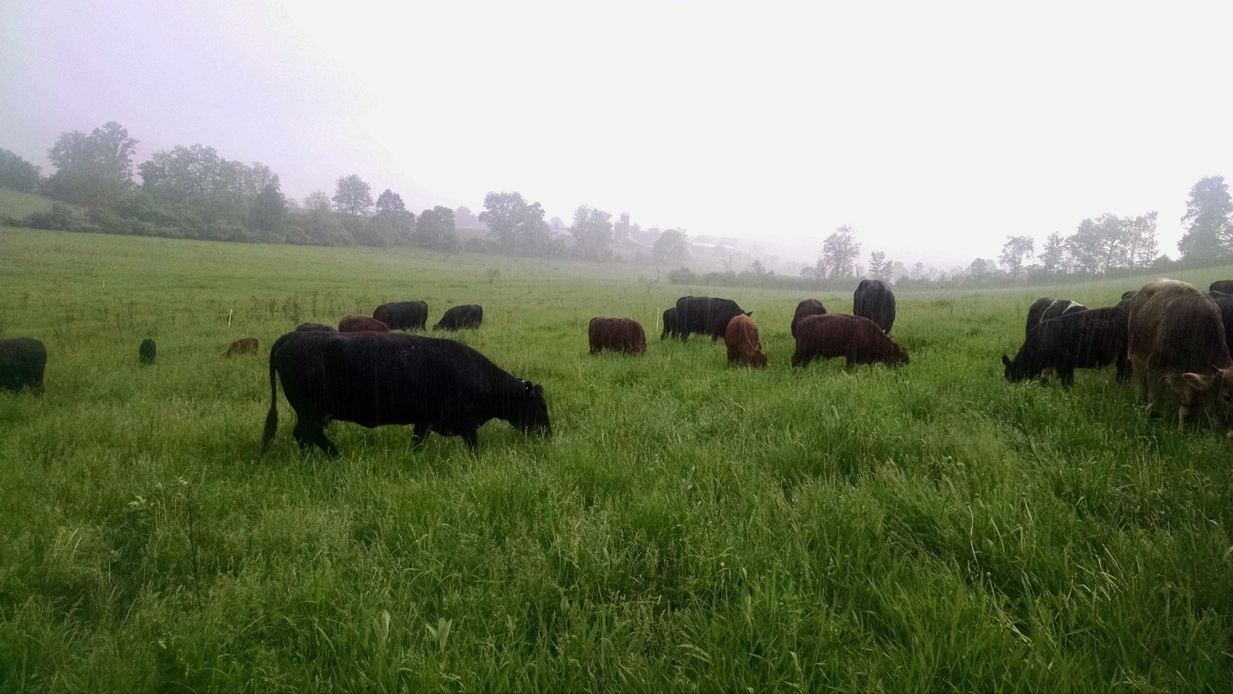 Rainy Grazing 2