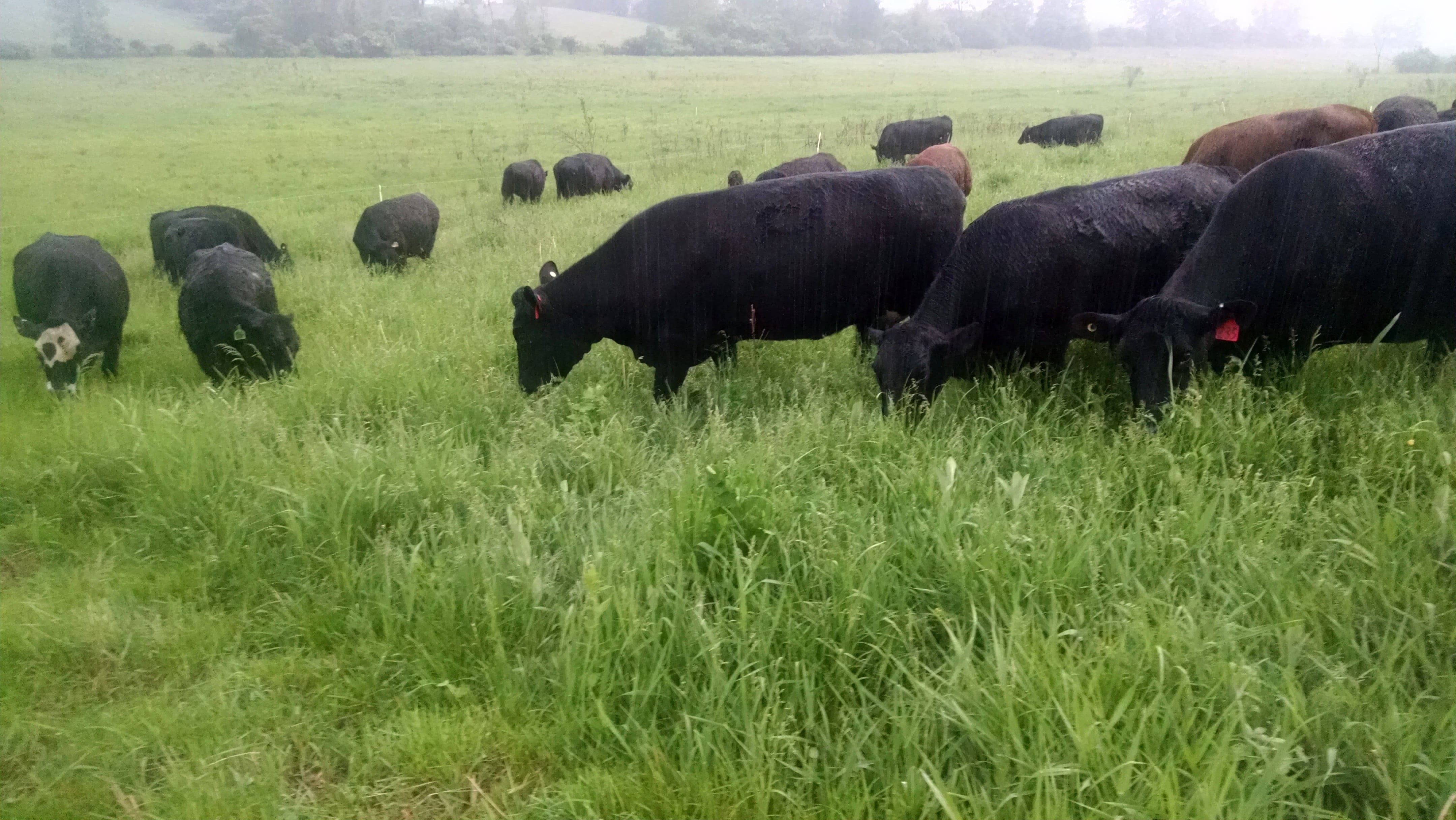 Rainy Grazing