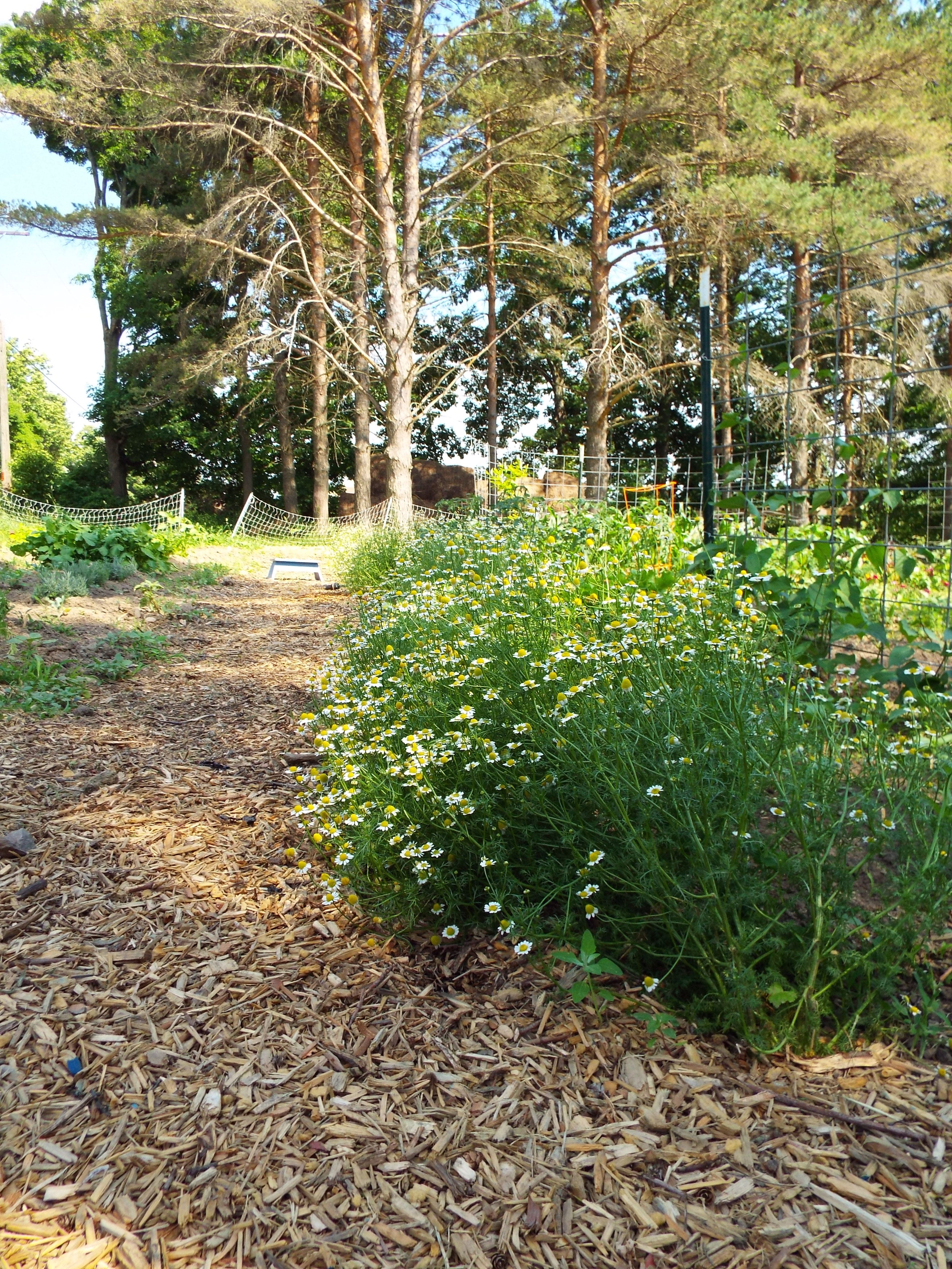 DSCF3473chamomile path