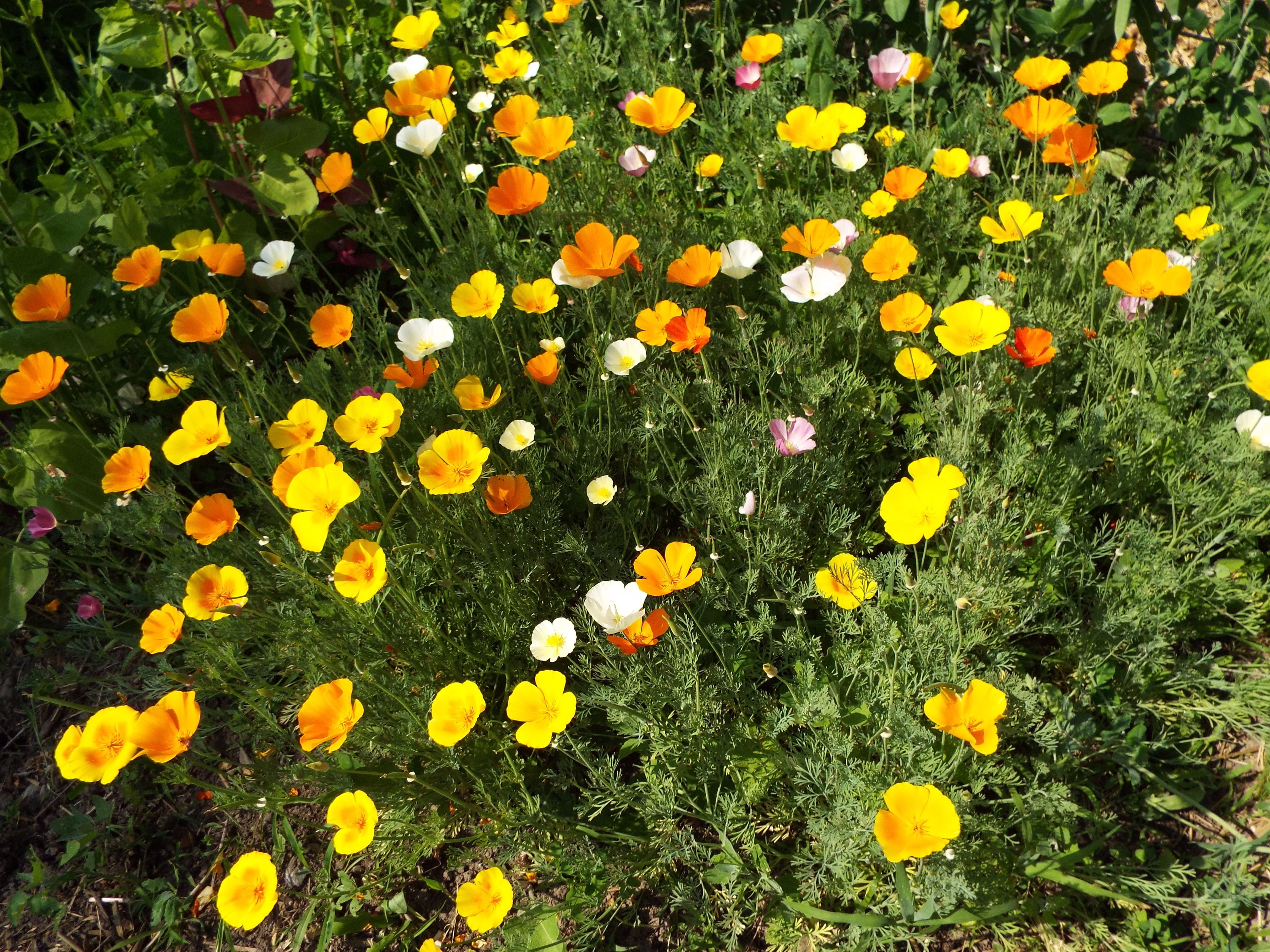 DSCF3493poppies