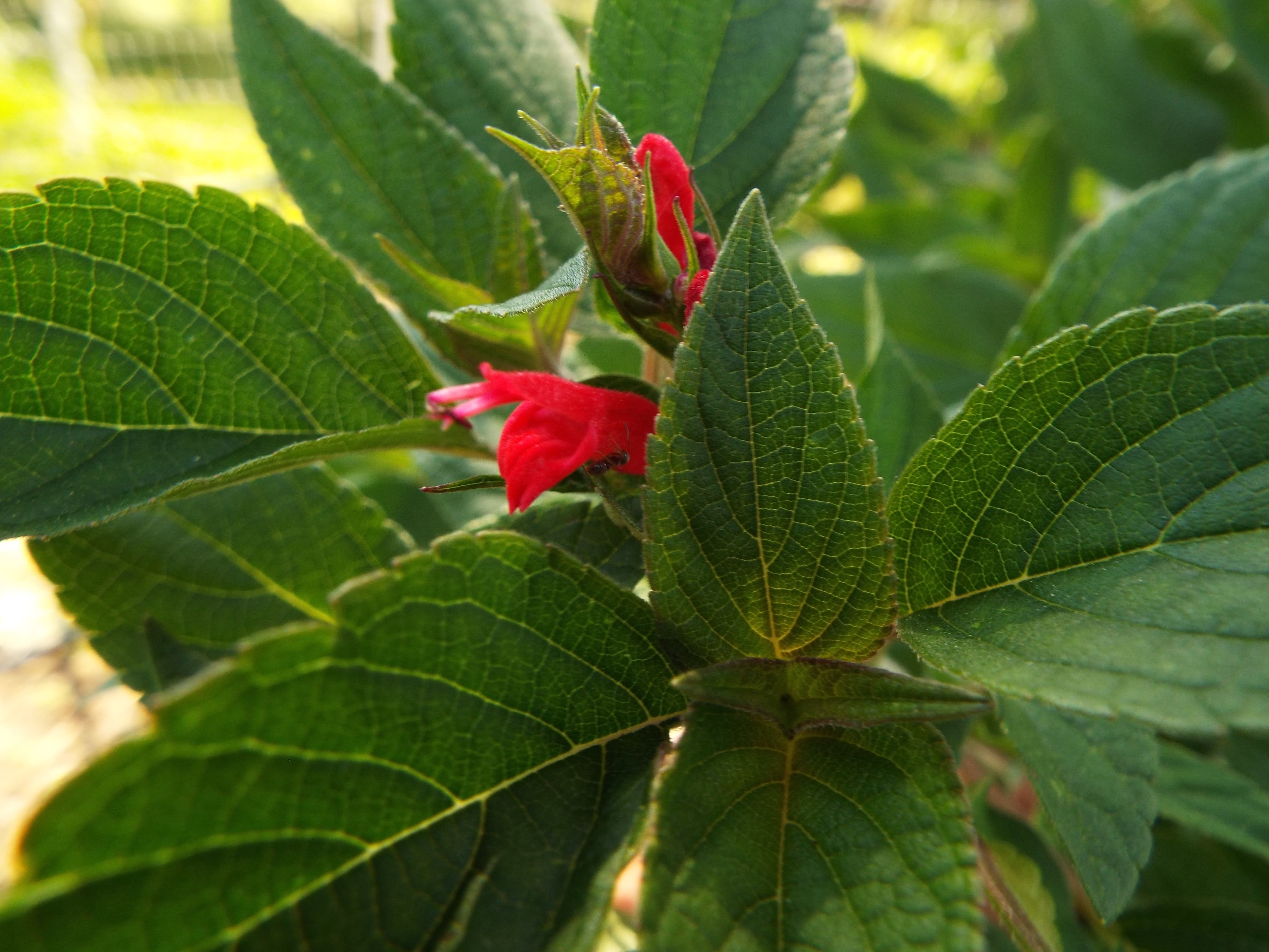 DSCF3505pinapple sage ant