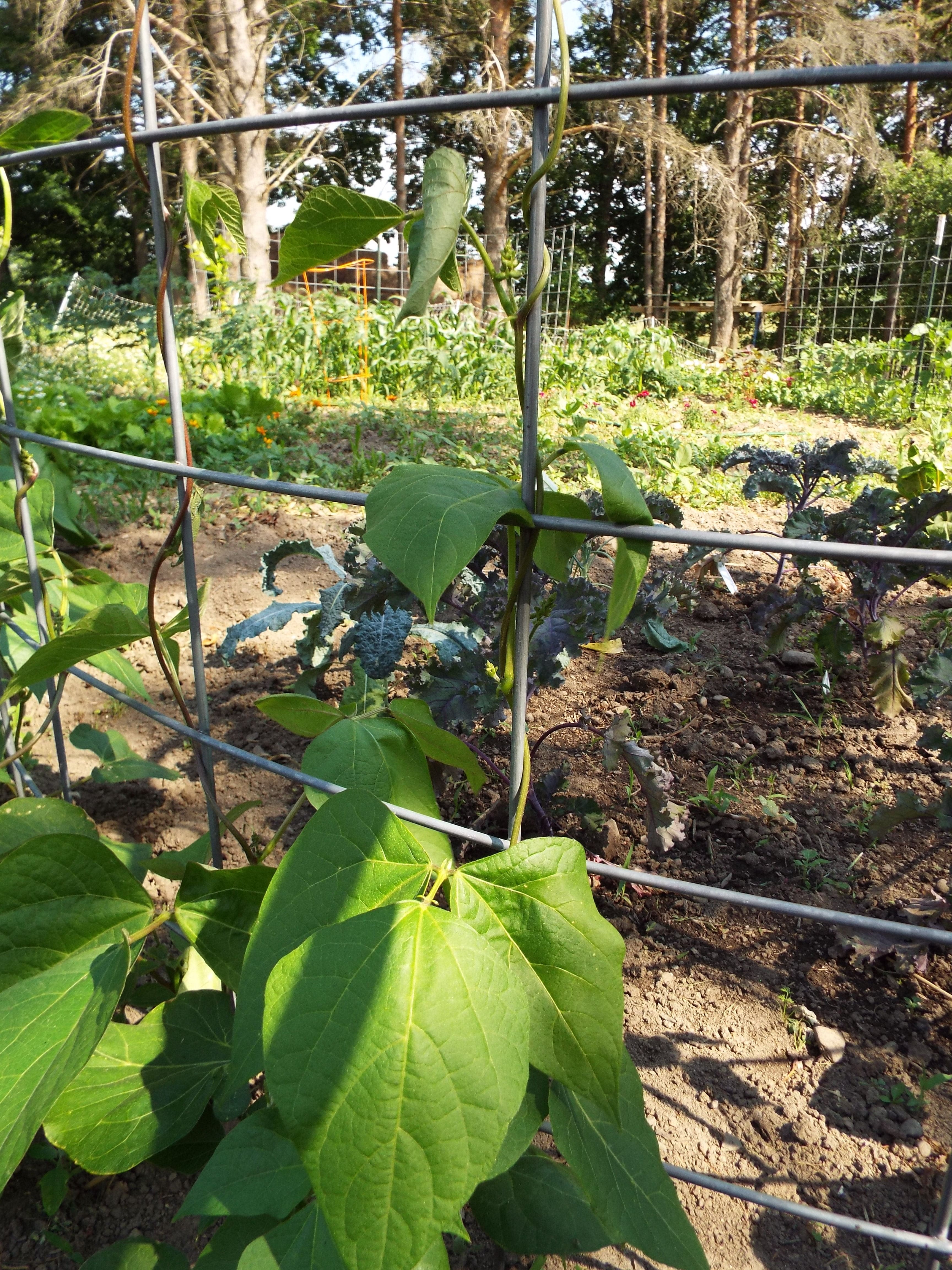 DSCF3509beans on trellis