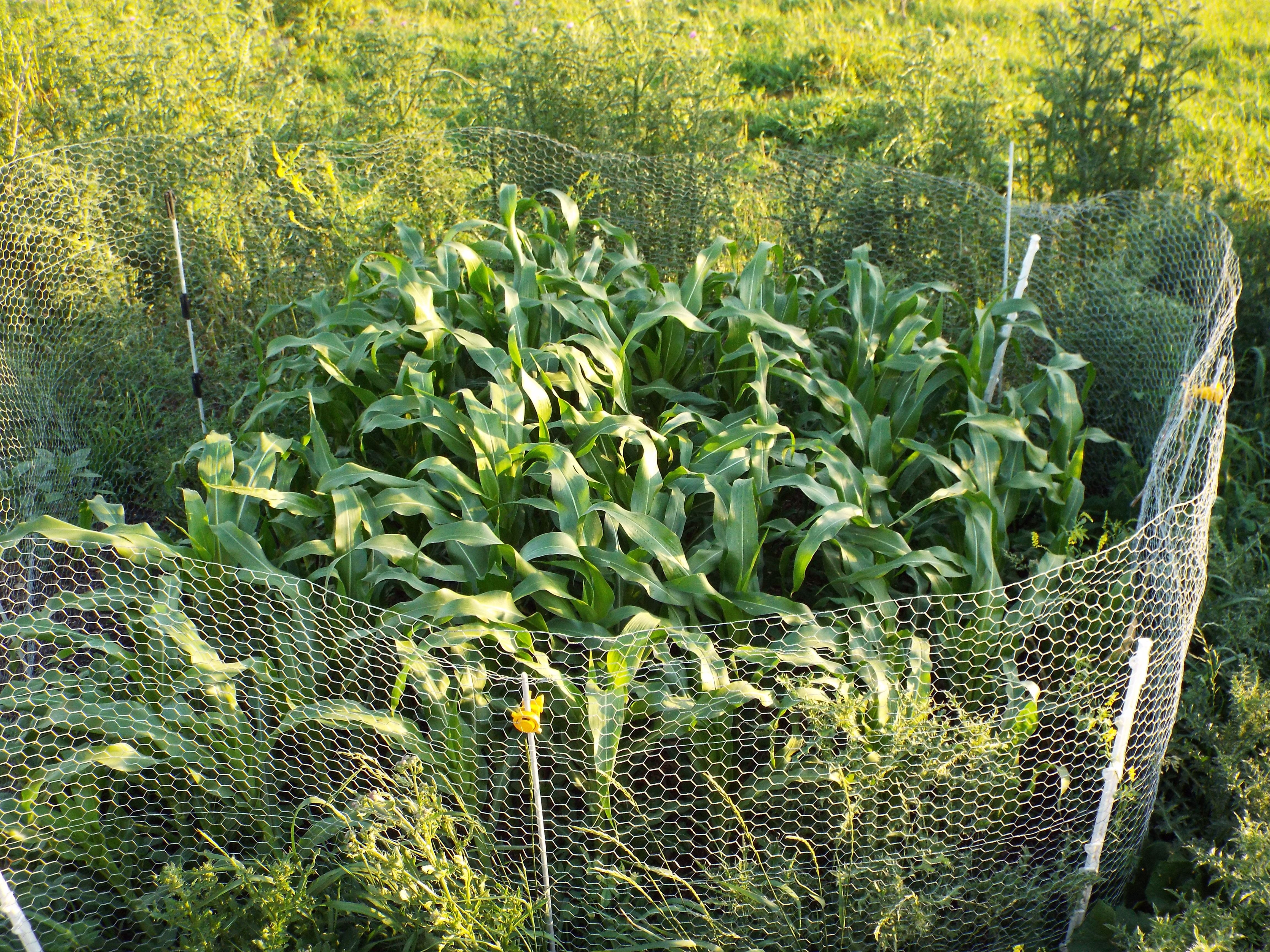 DSCF3525corn