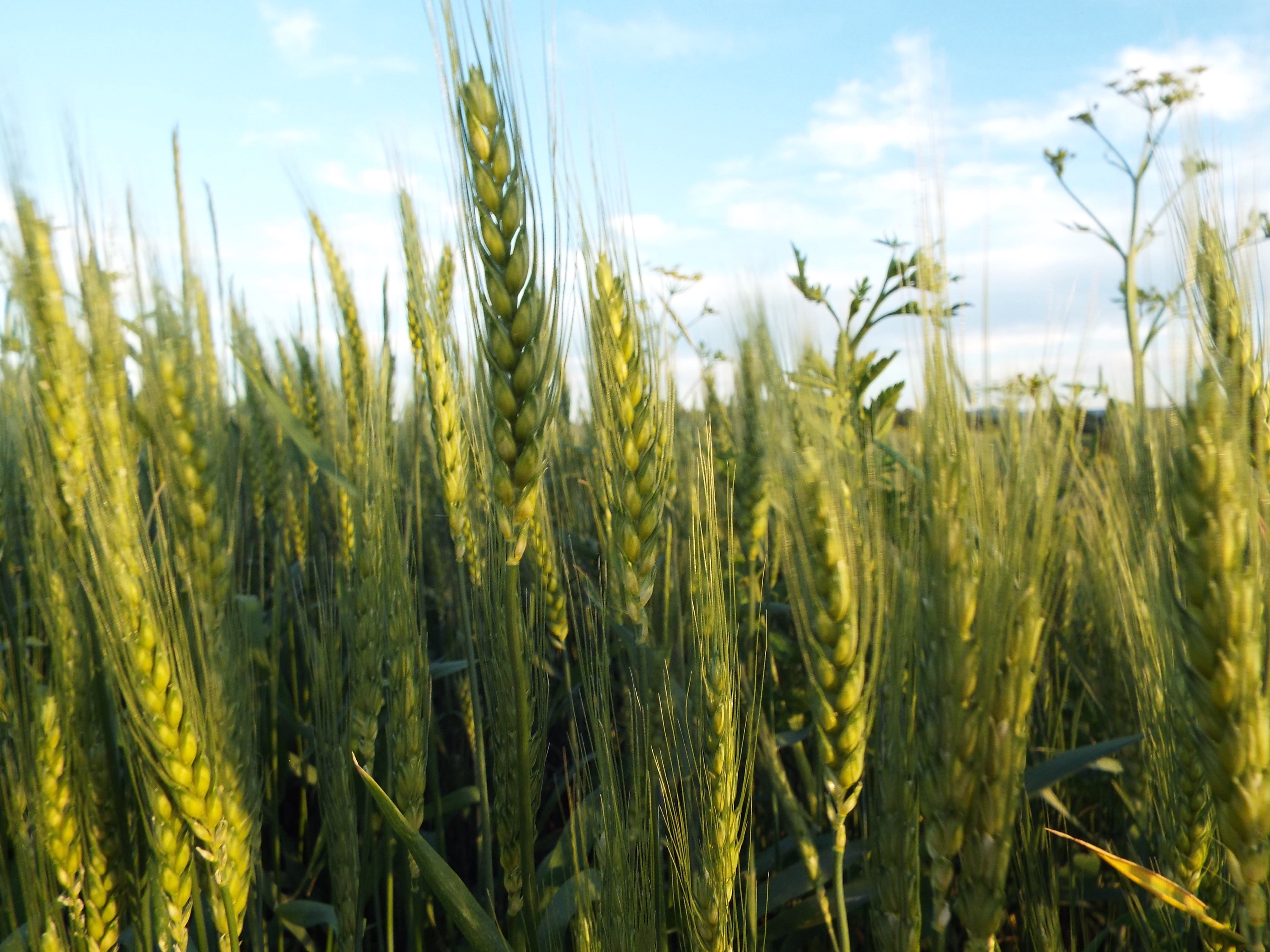 DSCF3533wheat