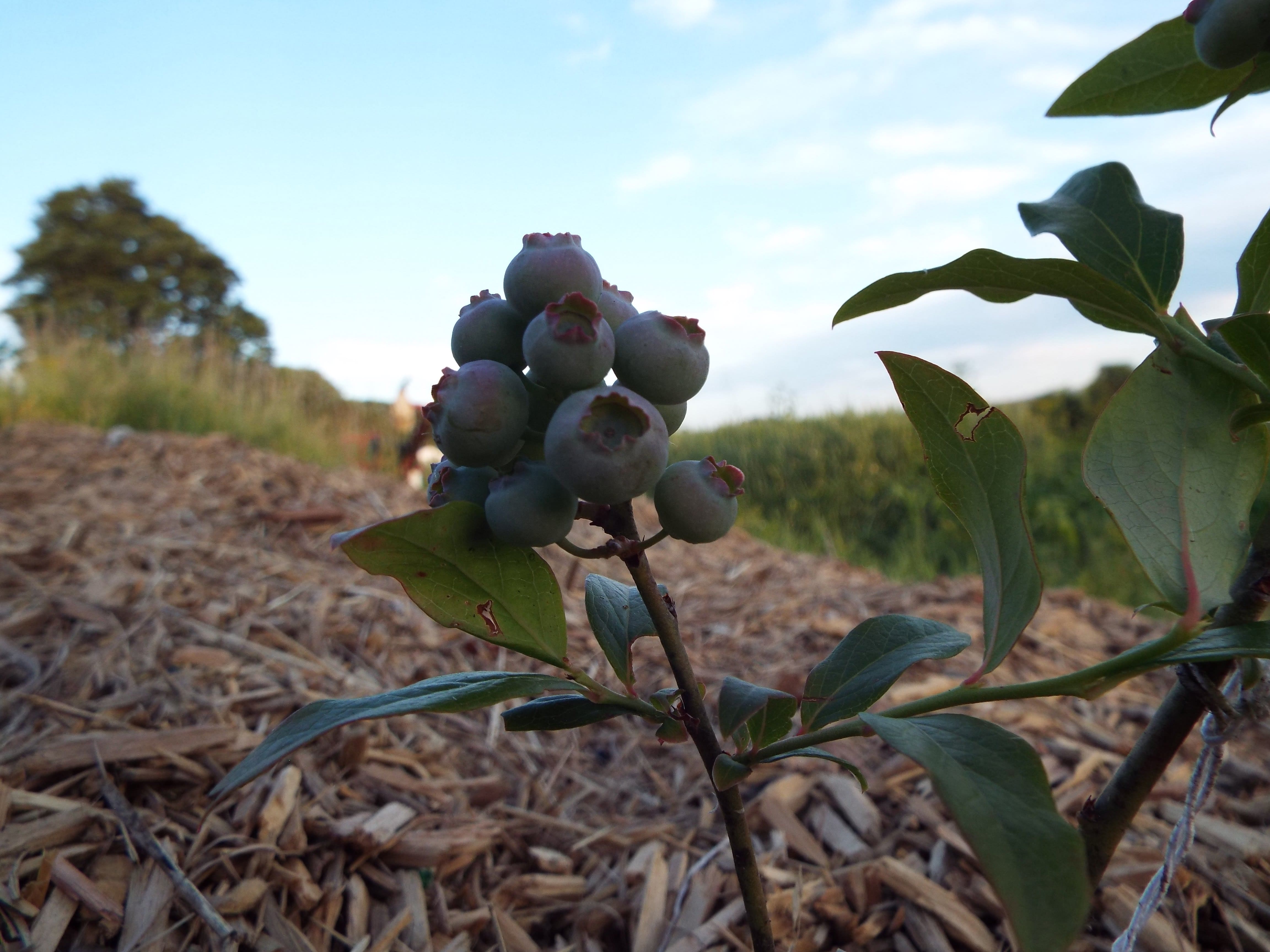 DSCF3549blueberries