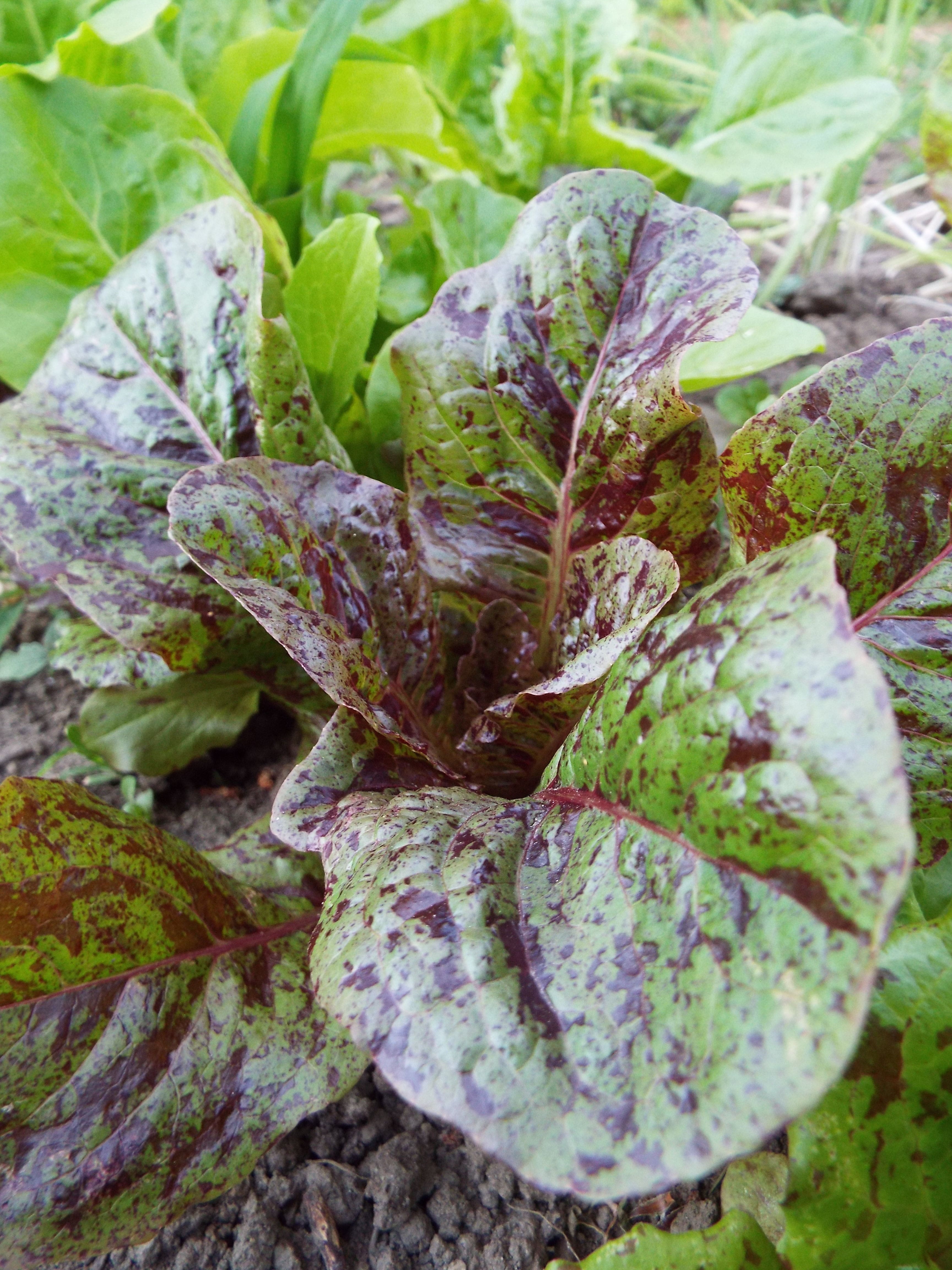 DSCF3551lettuce