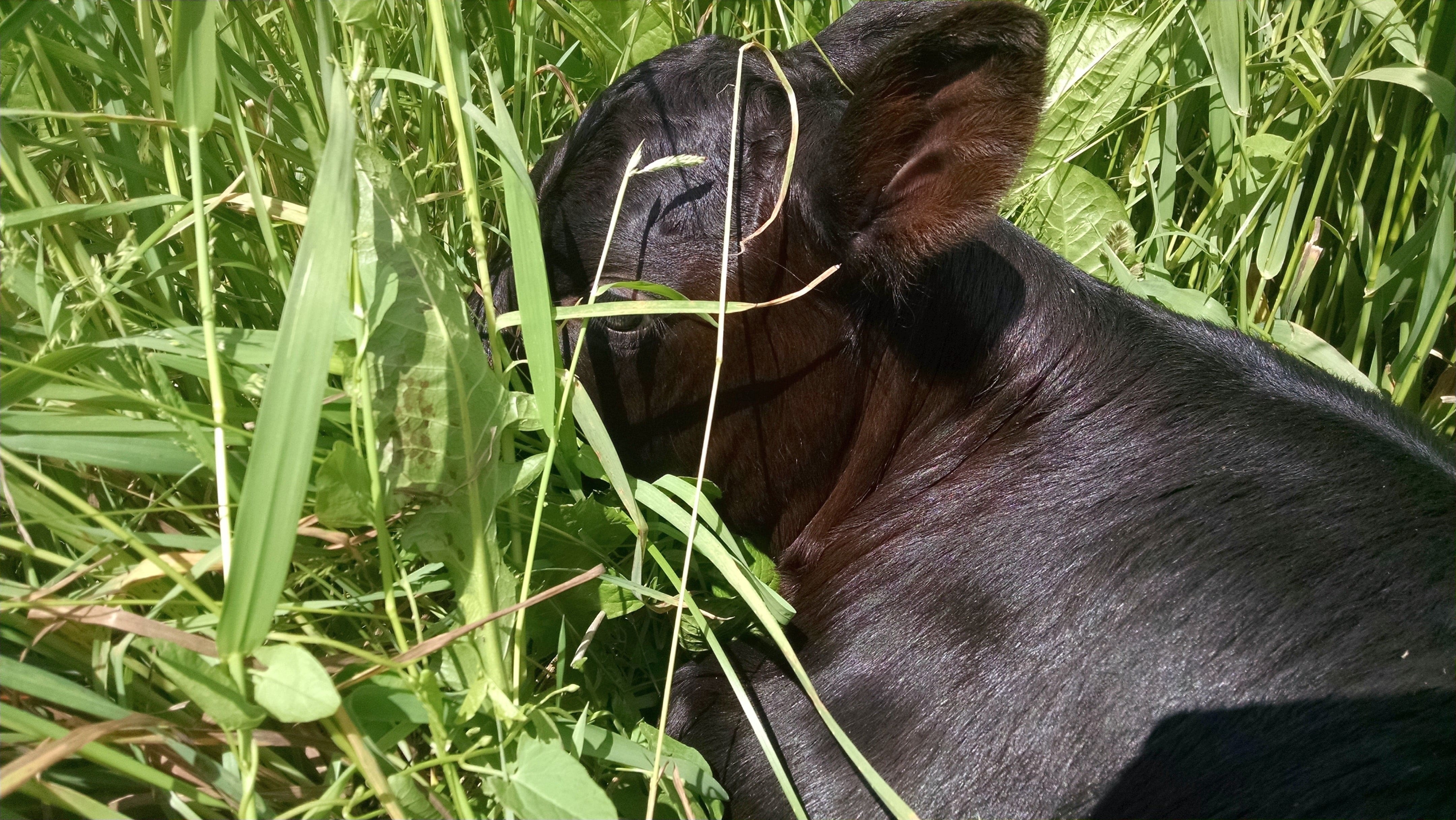 Newborn Calf