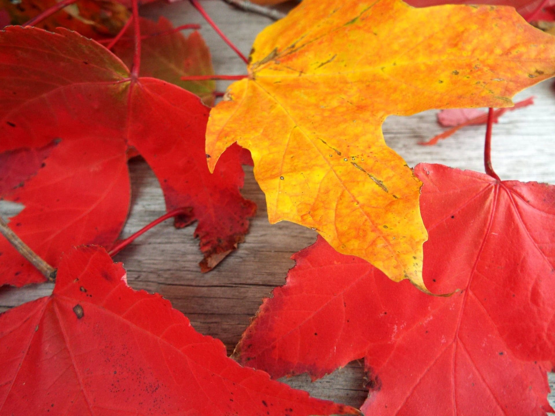 maple-leaves-red-yellow