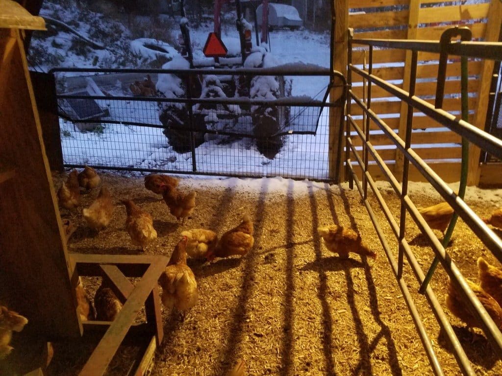 Hens in Winter Housing