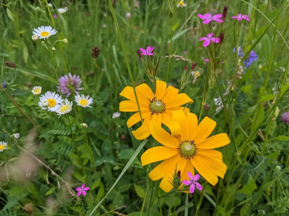 Wildflowers grown on our certified organic, regeneratively managed pastures. Here's a closeup of the variety of plants growing in this field where we graze our herd of grass fed beef cattle. Pasture raised goodness!