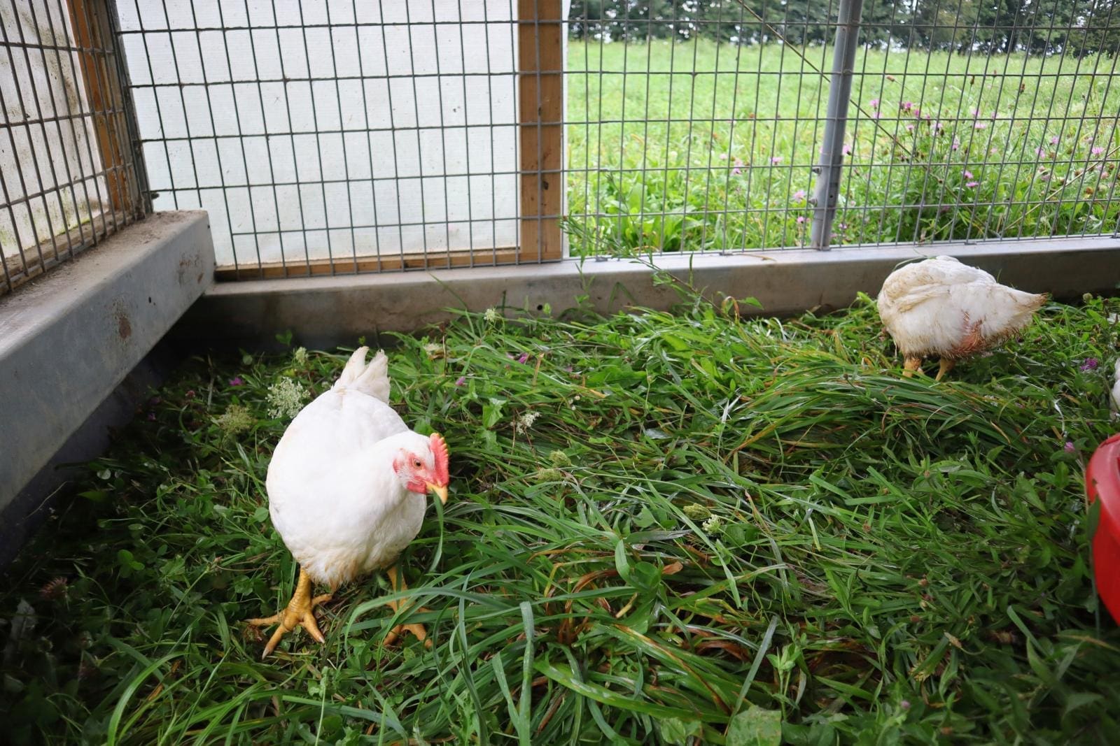 A pasture raised chicken helping us decide whether a chicken can be grass fed.