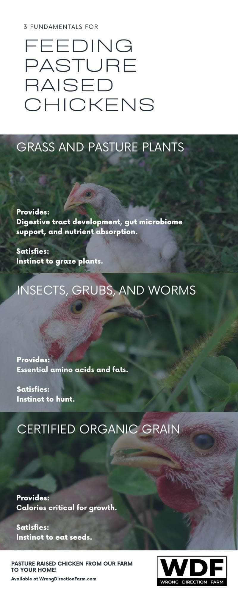 Infographic for the 3 fundamentals of feeding pasture raised chickens at Wrong Direction Farm:  Grass and Pasture Plants, Insect/Grubs/Worms, and Certified Organic Grain.