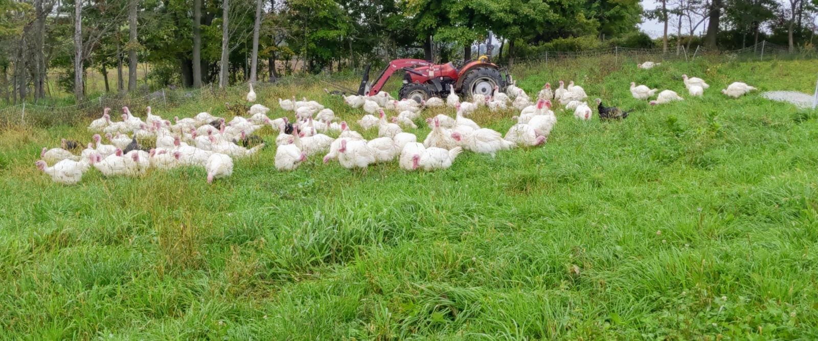 Pasture raised, certified organic turkeys grazing at Wrong Direction Farm in New York.