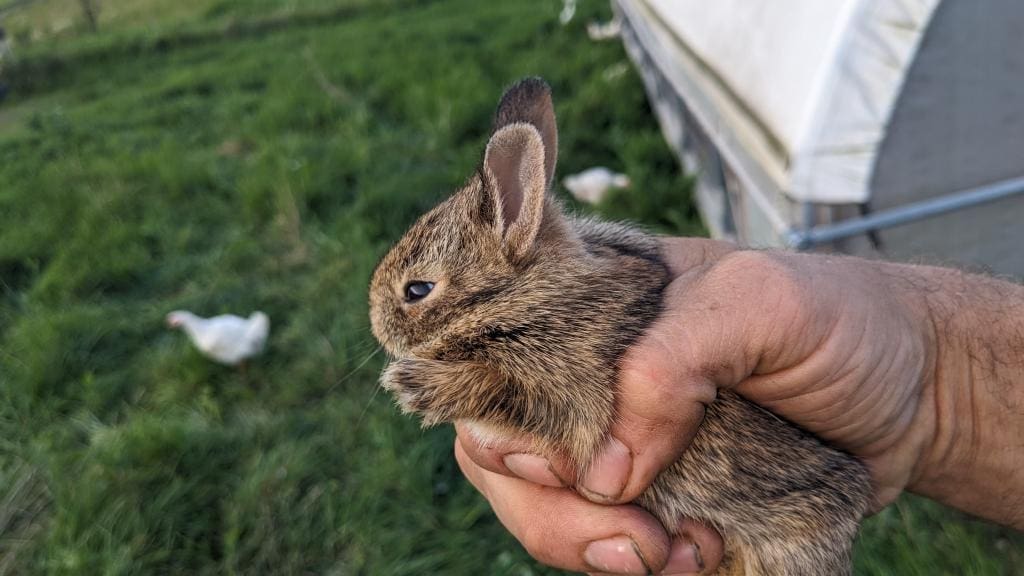Baby cottontail rabbit on the pasture at Wrong Direction Farm with chickens in background.